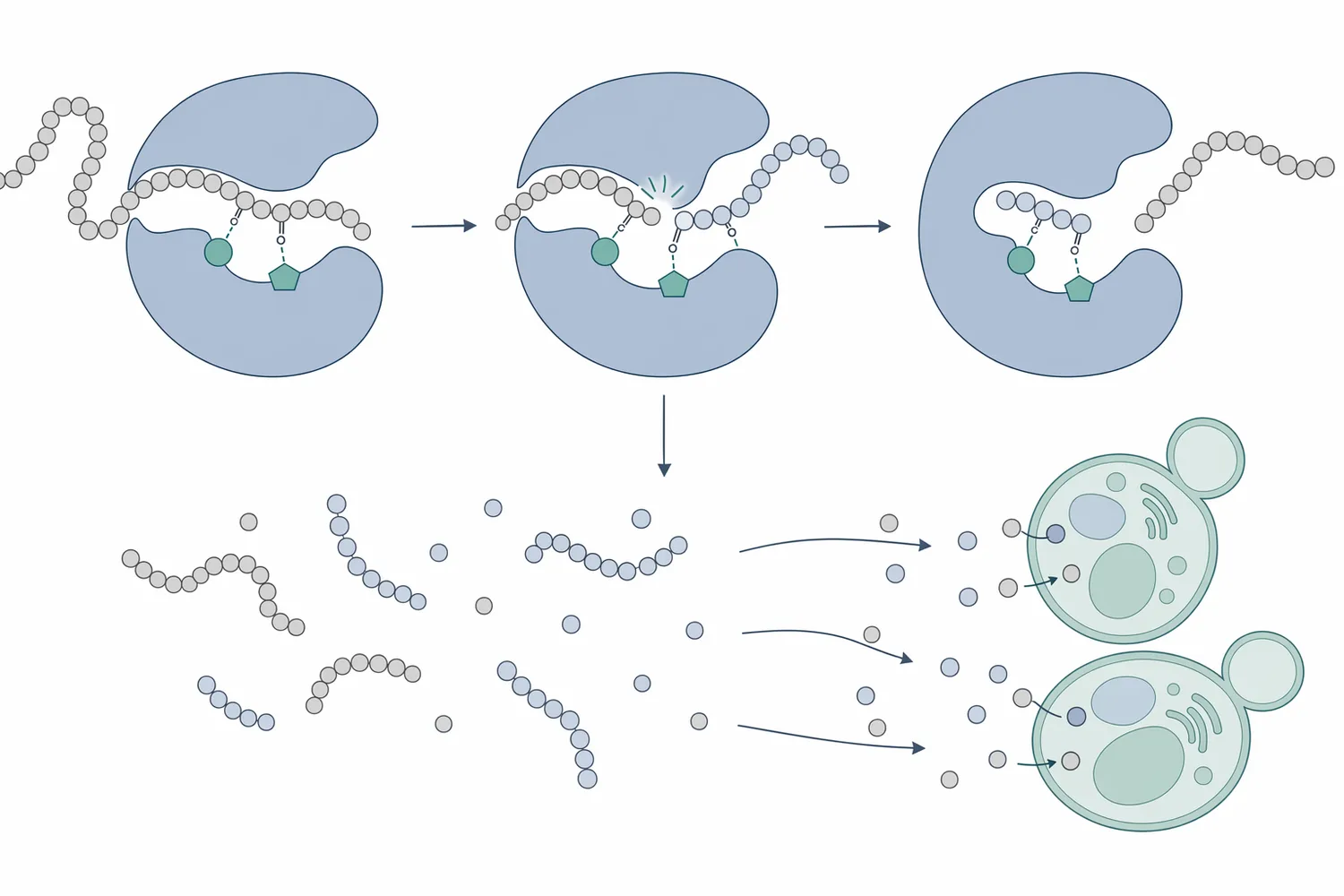 Neutral protease hydrolyzes peptide bonds by using water to split large proteins into smaller peptides and amino-acid-containing fragments.
