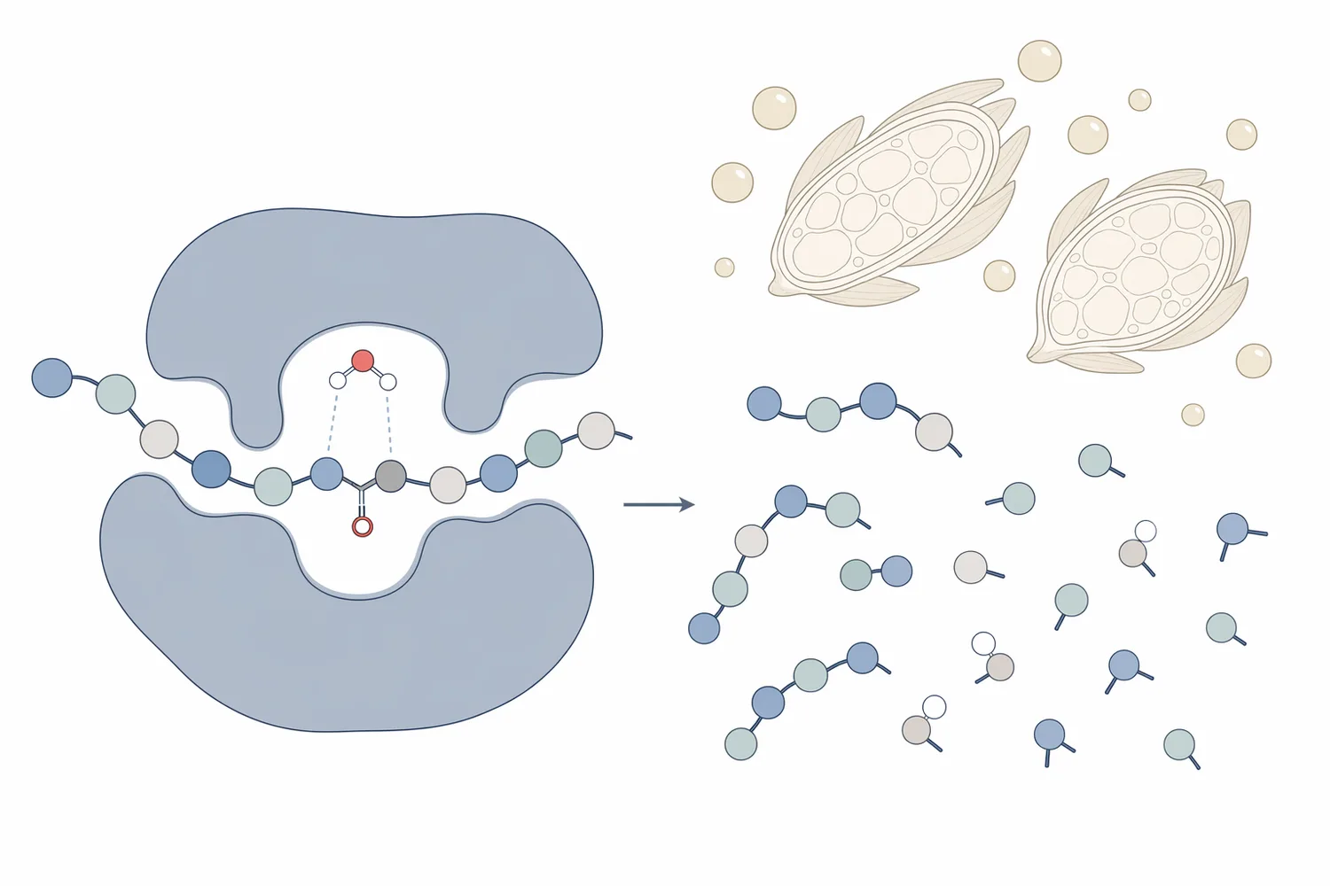 Neutral protease acts in the mash by cleaving accessible peptide bonds in grain proteins to form shorter peptides and amino-nitrogen compounds.