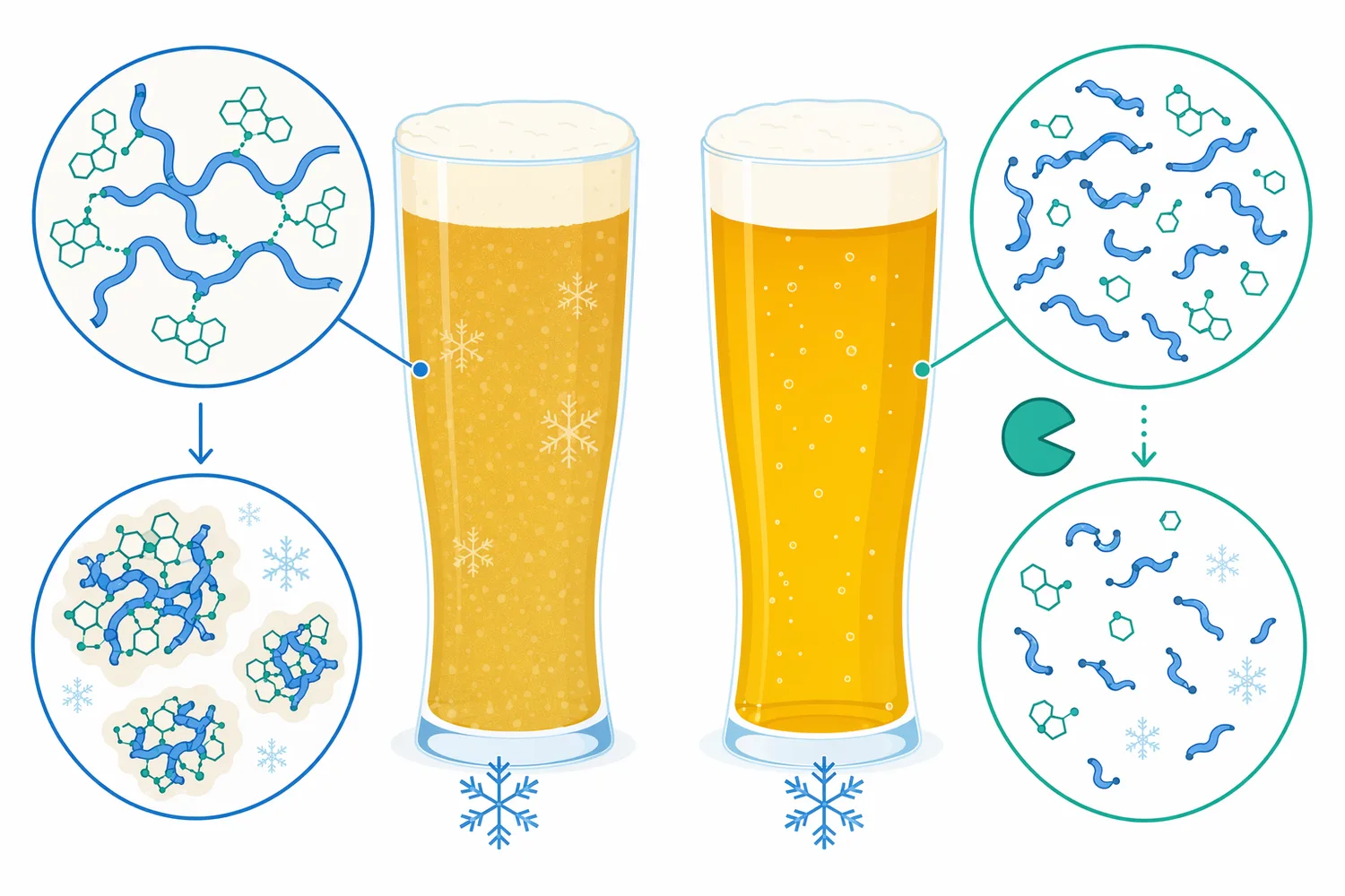 By reducing the size and cross-linking capacity of susceptible protein fractions, mash-stage protease treatment can help lower the pool of material involved in protein-polyphenol haze.