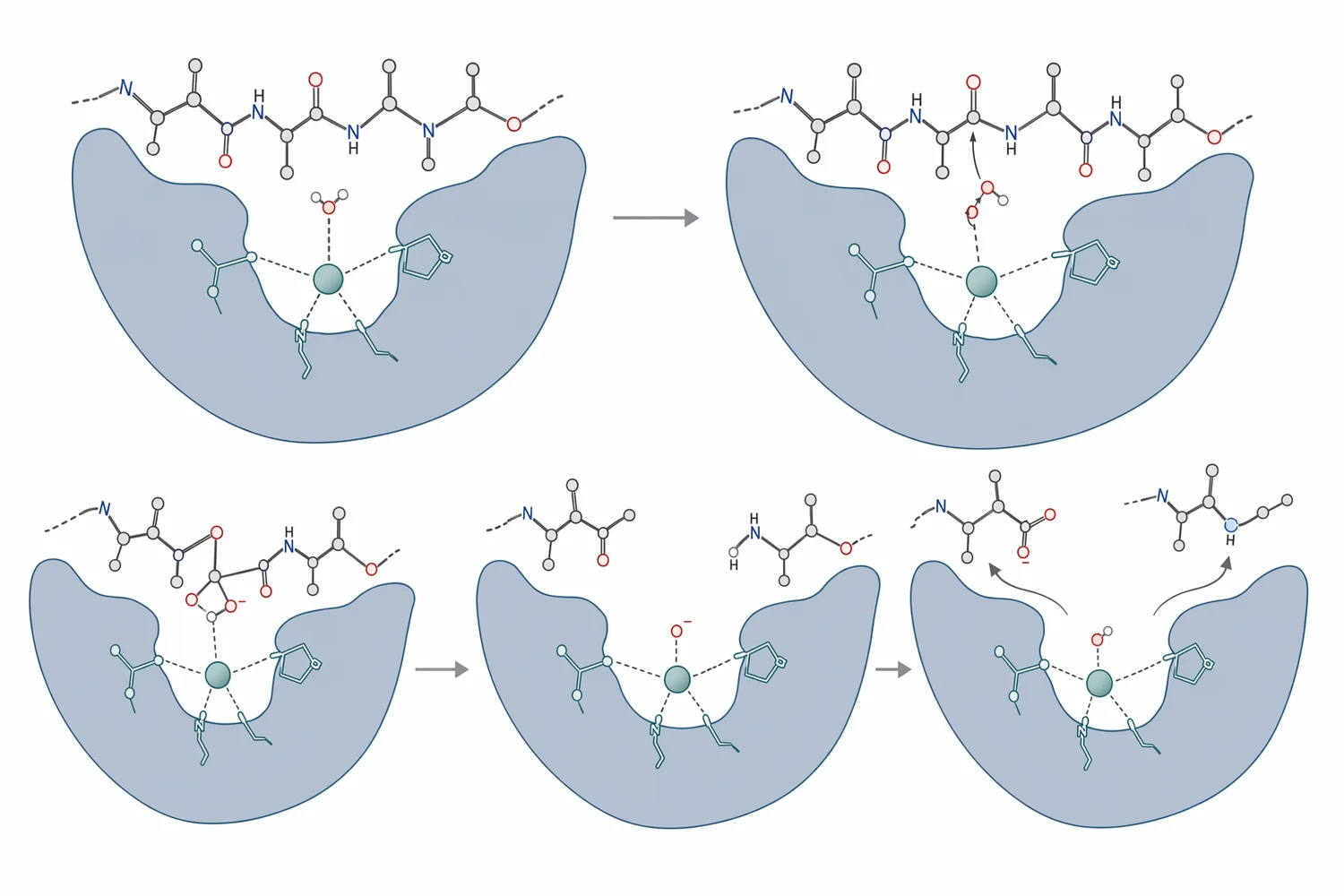 Neutral proteases hydrolyze peptide bonds in proteins most effectively near neutral pH, often using an activated water molecule in the active site.