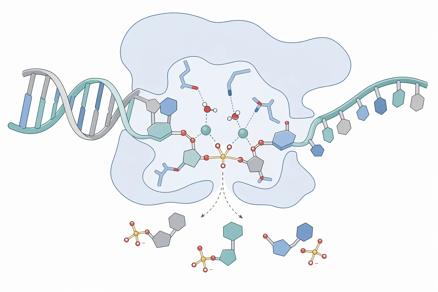 Nuclease activity hydrolyzes phosphodiester bonds in DNA or RNA backbones, converting long nucleic-acid polymers into shorter fragments.