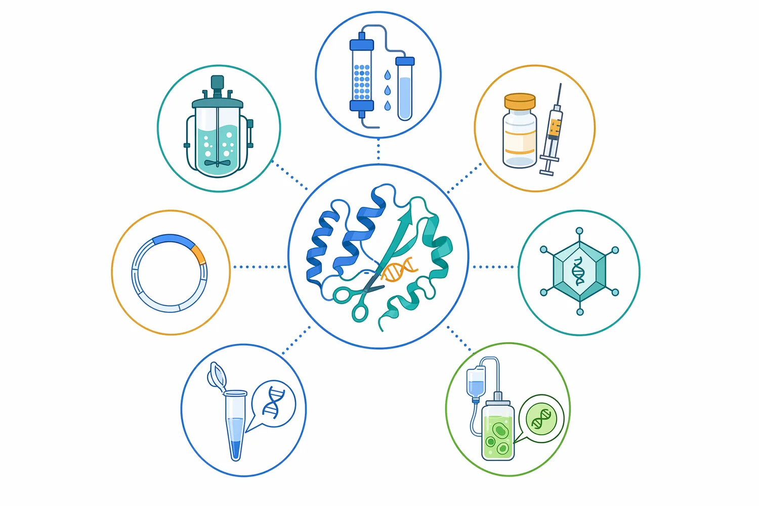 Nucleases function across biology and technology, including DNA repair, RNA regulation, immune defense, viral RNA processing, biofilm matrix disruption, and bioprocess cleanup.