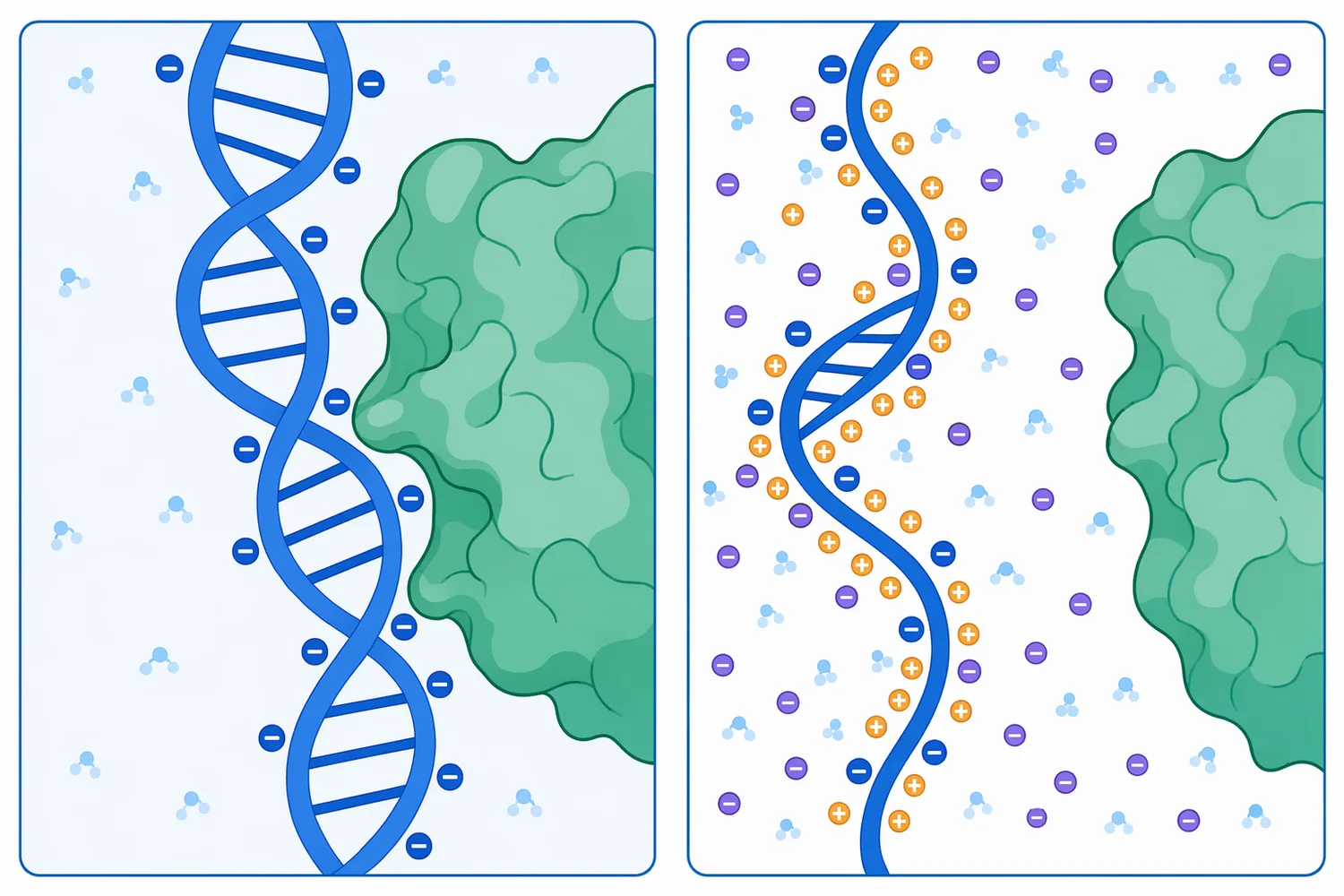 Salt and matrix chemistry can influence nuclease performance by affecting electrostatic interactions between enzyme surfaces and nucleic-acid backbones.