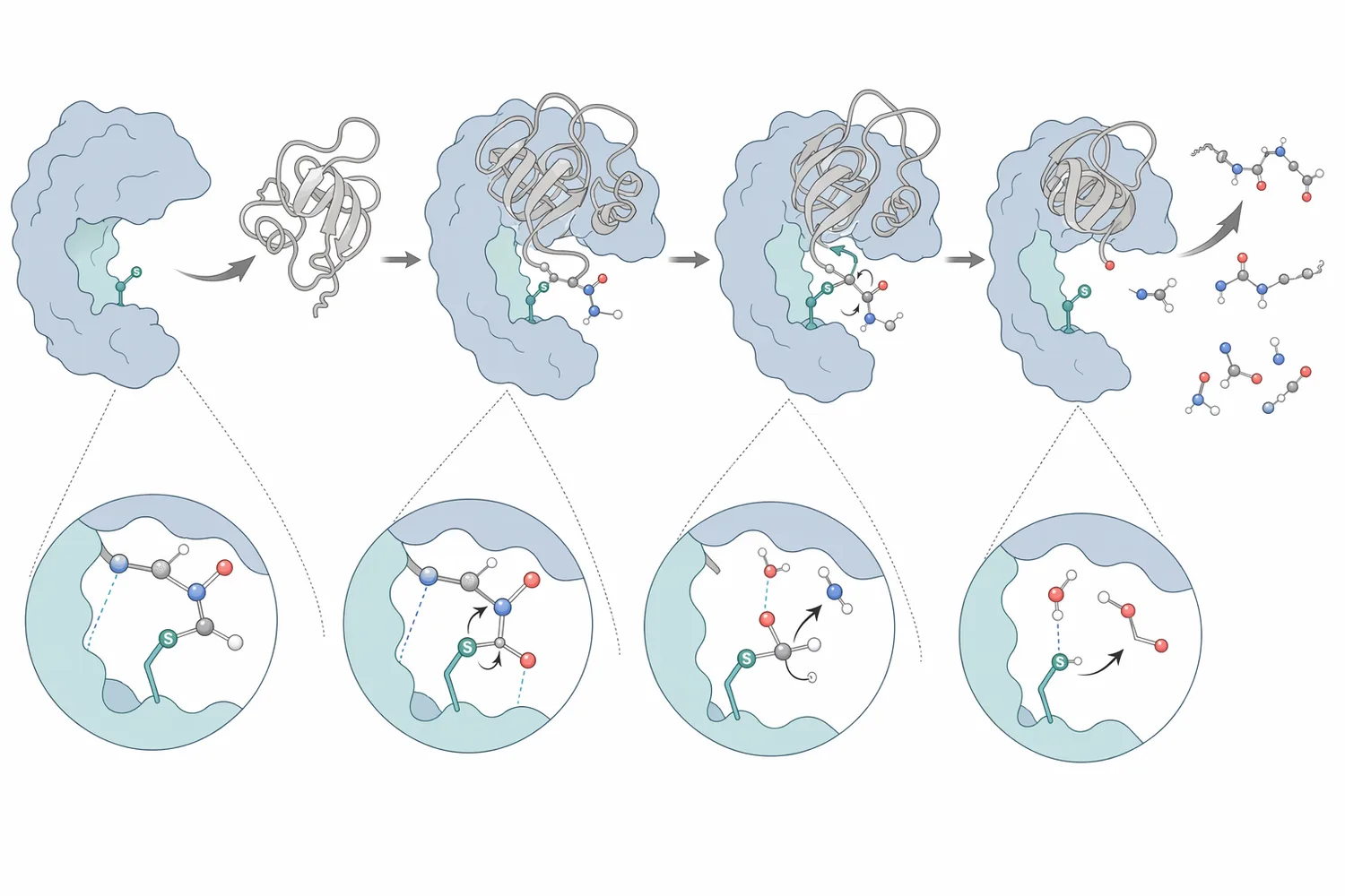 Papain cleaves accessible peptide bonds through a cysteine-protease mechanism that produces shorter peptide fragments with new terminal groups.