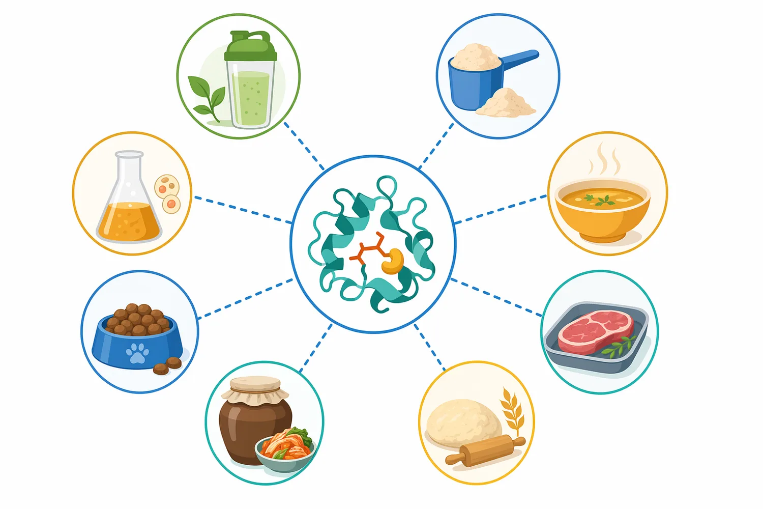 Papain hydrolysis can influence dispersion, emulsification, foaming, water binding, texture, and digestibility by changing peptide size and surface chemistry.