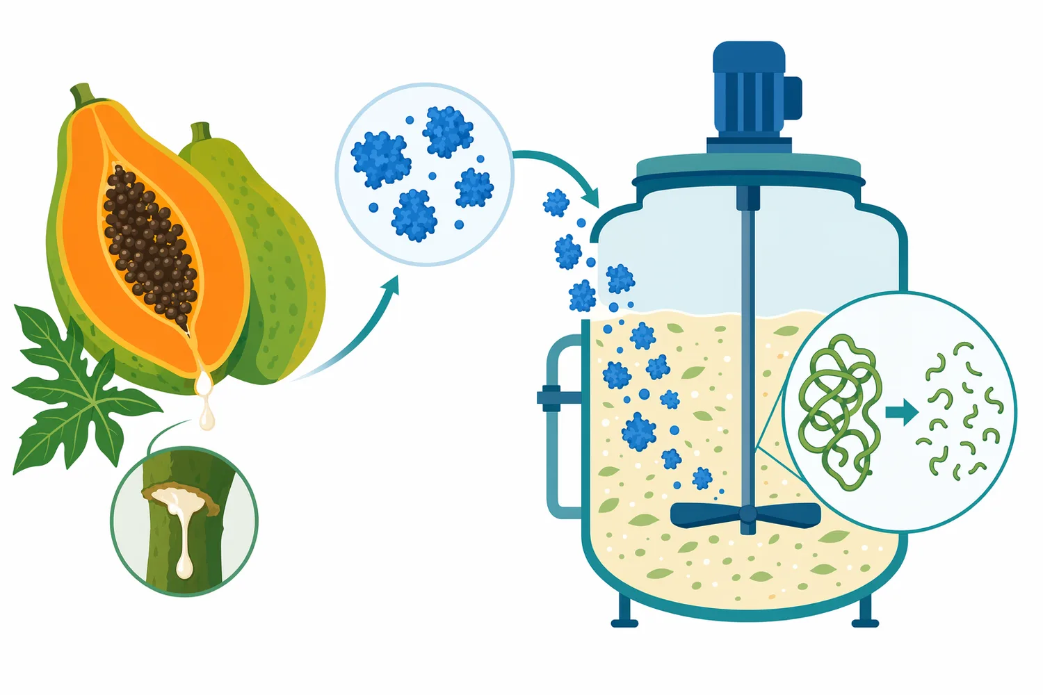 Papain is a papaya-derived cysteine protease used to modify existing plant proteins rather than add new protein or emulsifier.