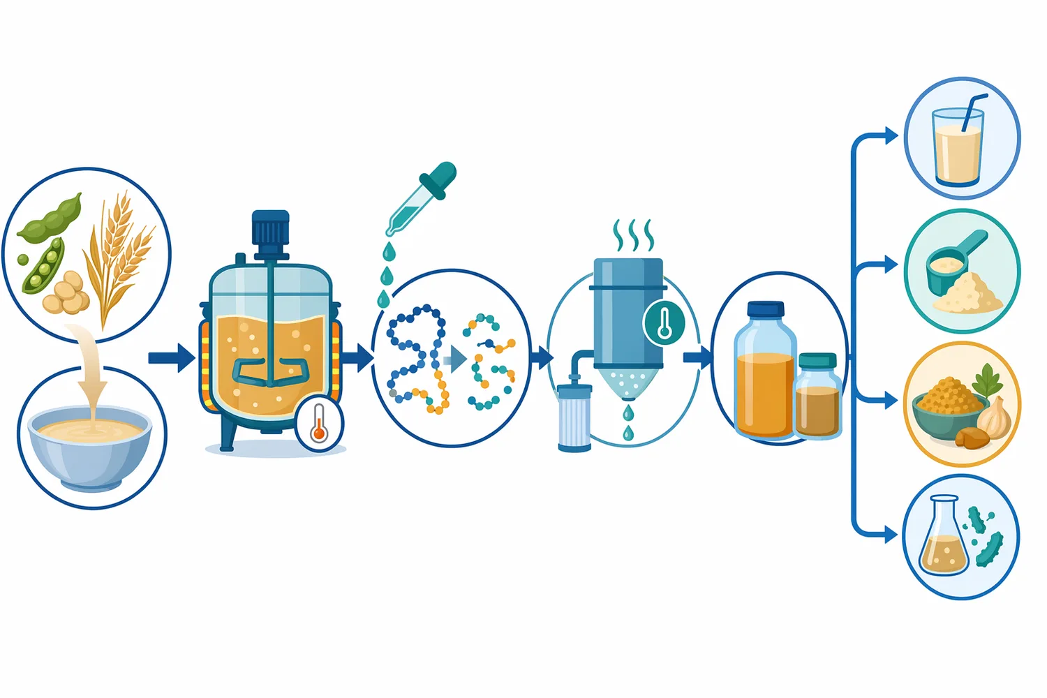 A typical papain hydrolysis process hydrates the plant protein, adds enzyme, controls contact time, inactivates the reaction, and then blends, heats, dries, or formulates the hydrolysate.