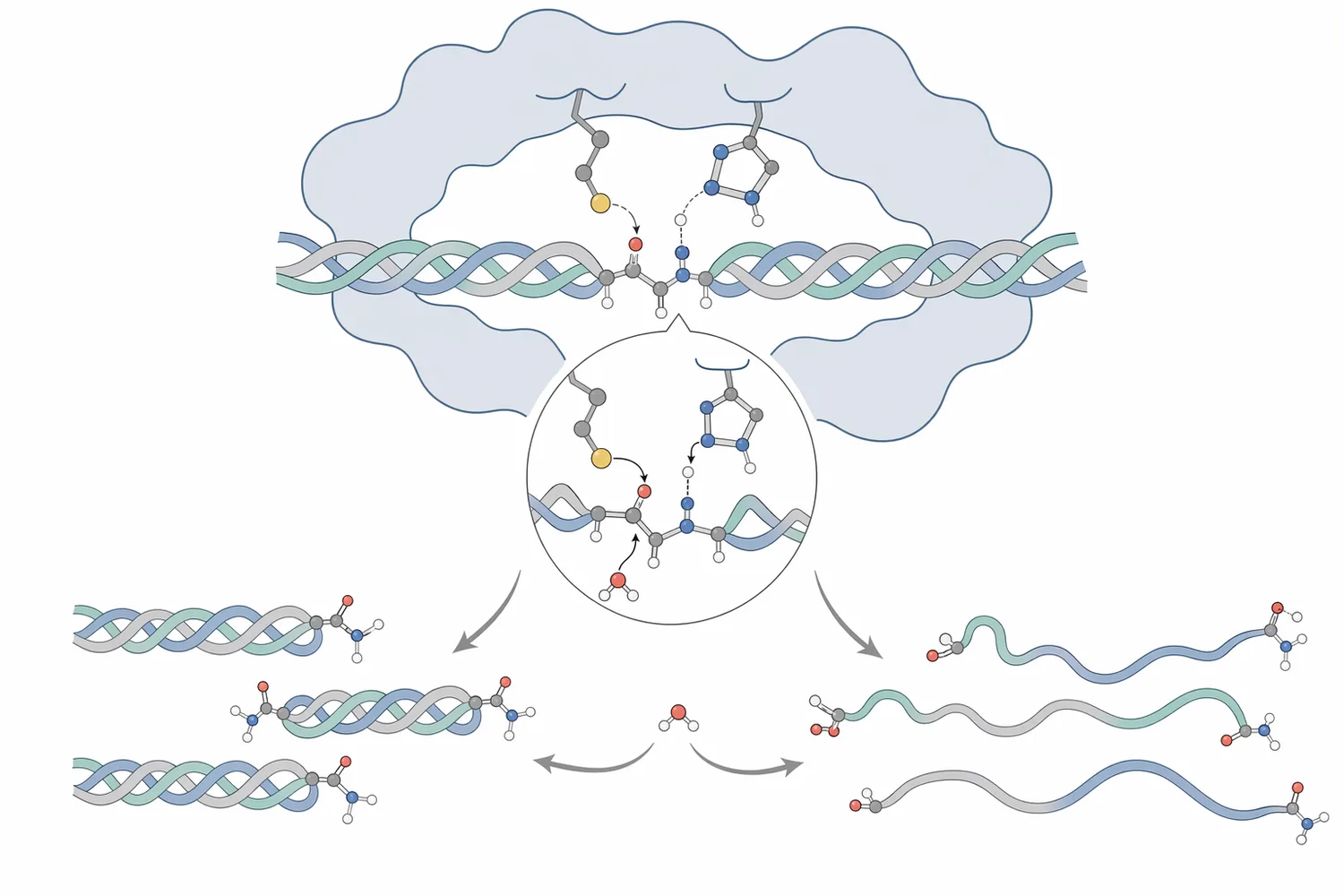 Papain acts as a cysteine protease that repeatedly cleaves accessible peptide bonds to convert large collagen or gelatin chains into shorter peptides.