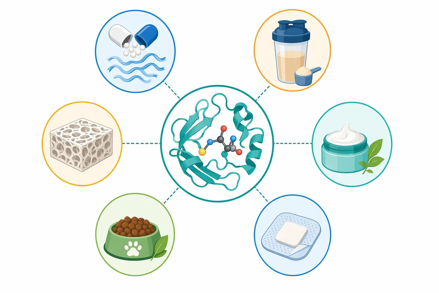 Papain-treated collagen hydrolysates can be directed toward food and nutrition, cosmetics, pet nutrition, and technical protein-processing applications depending on raw material quality and regulatory context.