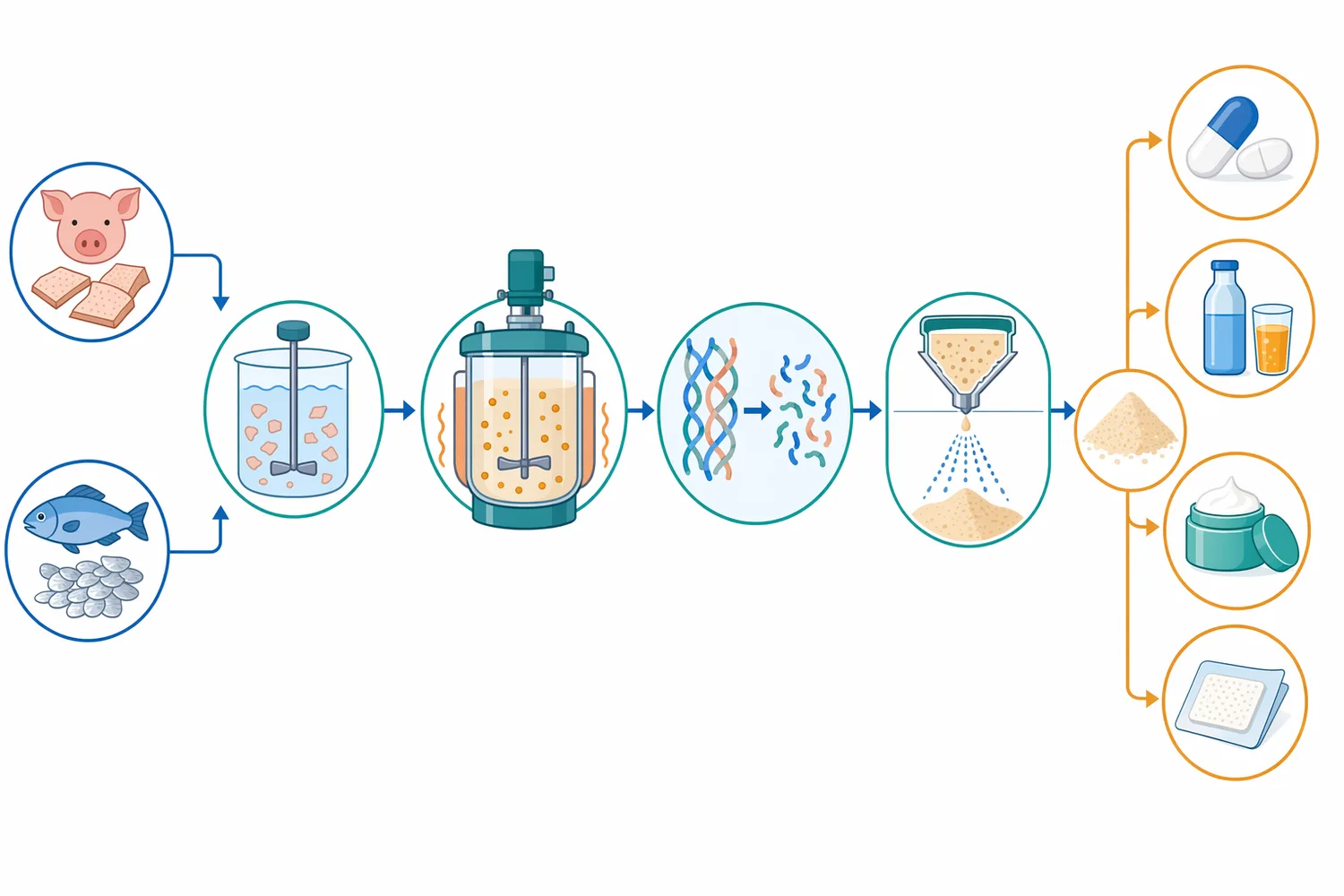 A typical papain collagen hydrolysis workflow moves from raw-material preparation through enzymatic reaction control and downstream clarification, concentration, drying, or blending.