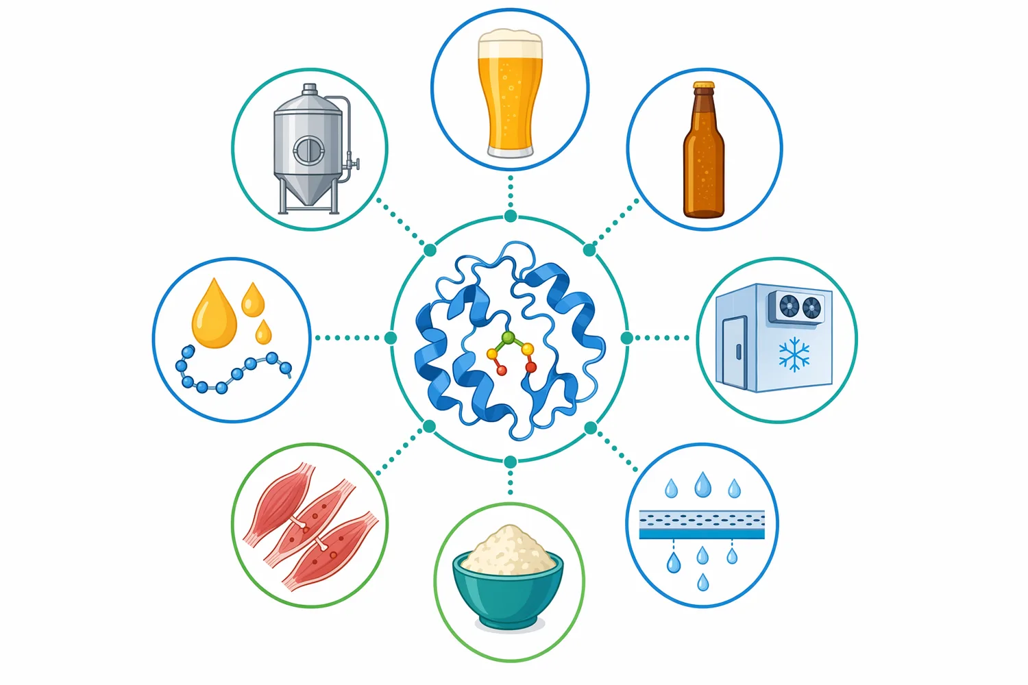 Food protein studies in fish, legumes, dairy, potato, and animal protein systems support papain’s general ability to convert intact proteins into peptide mixtures with altered functionality.