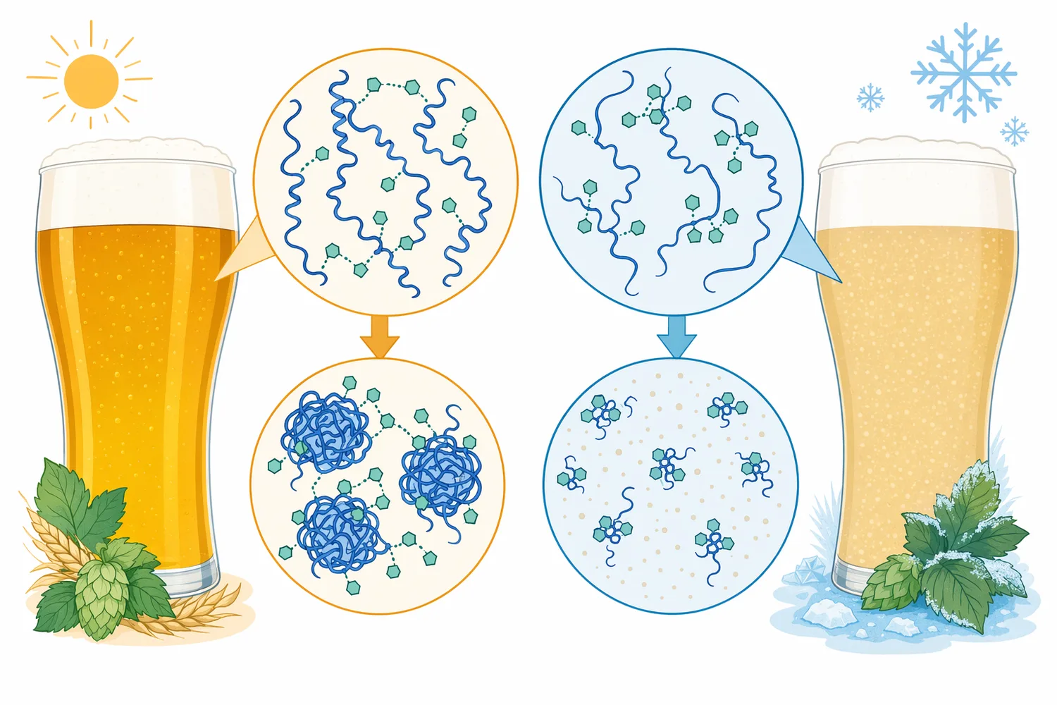 Chill haze forms when haze-active proteins and polyphenols associate into colloidal particles that scatter light at low temperature.