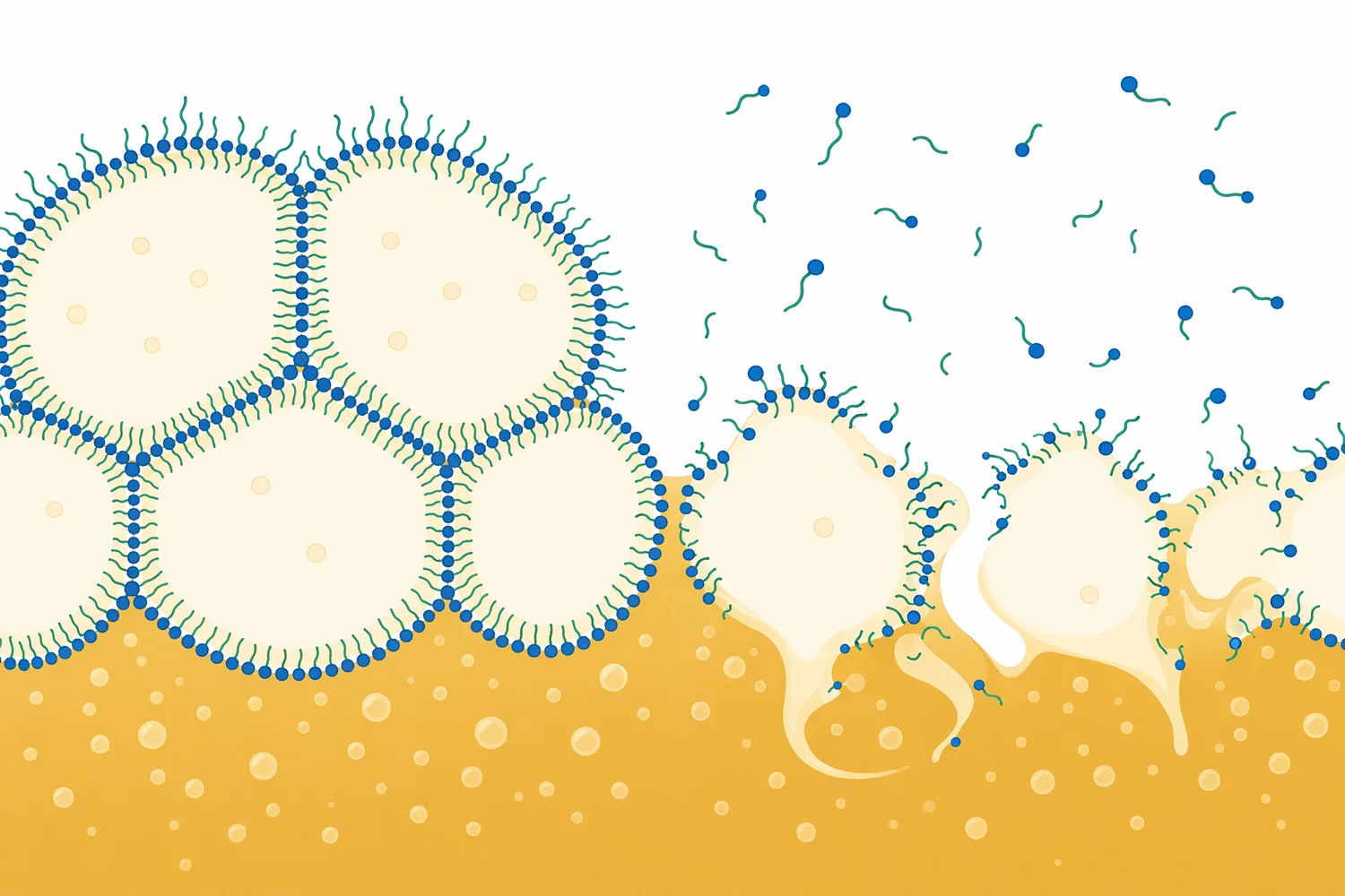 The same proteolysis that reduces protein haze can harm foam if foam-positive proteins are digested too extensively.