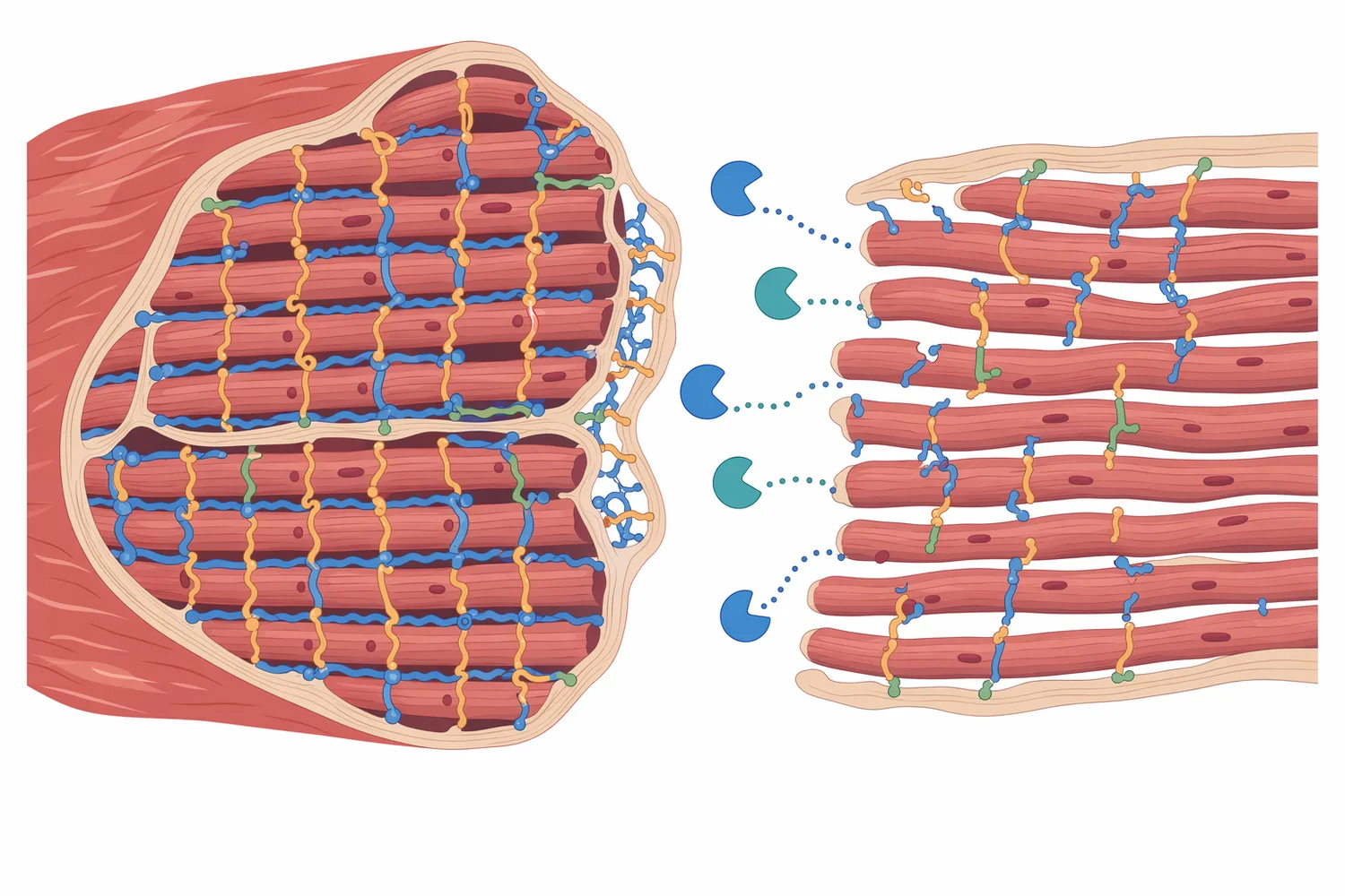 Controlled papain treatment weakens protein links in muscle and connective-tissue-associated structures without destroying the fibrous meat structure.