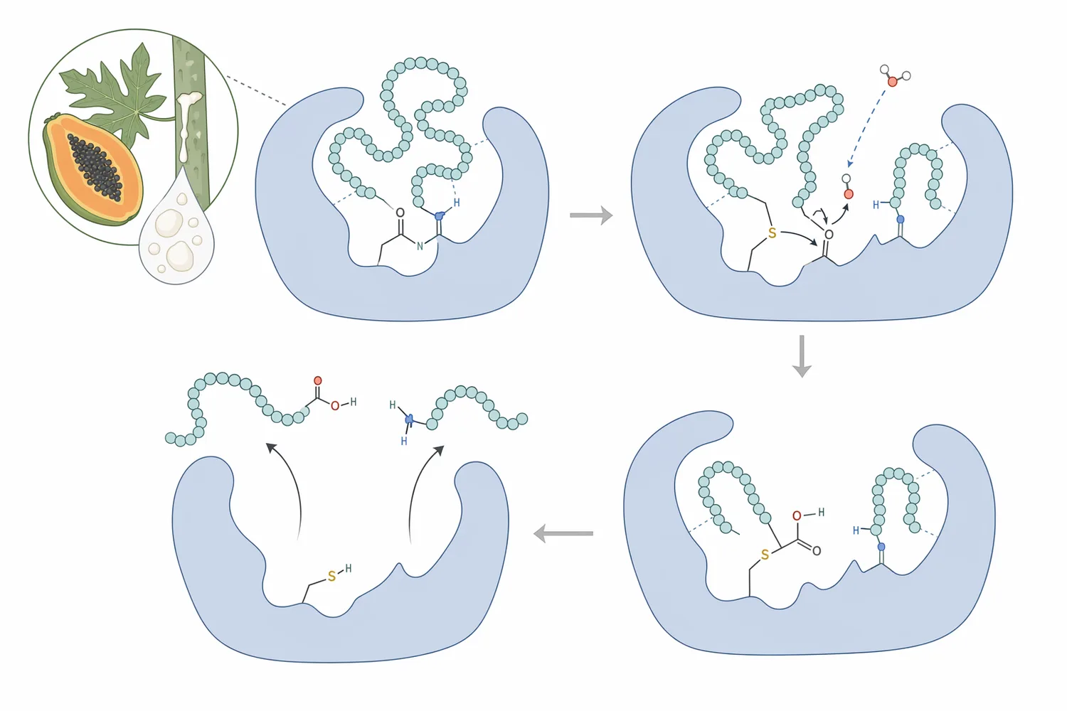 Papain is a cysteine protease that cleaves internal peptide bonds in accessible protein chains to create shorter peptide fragments.