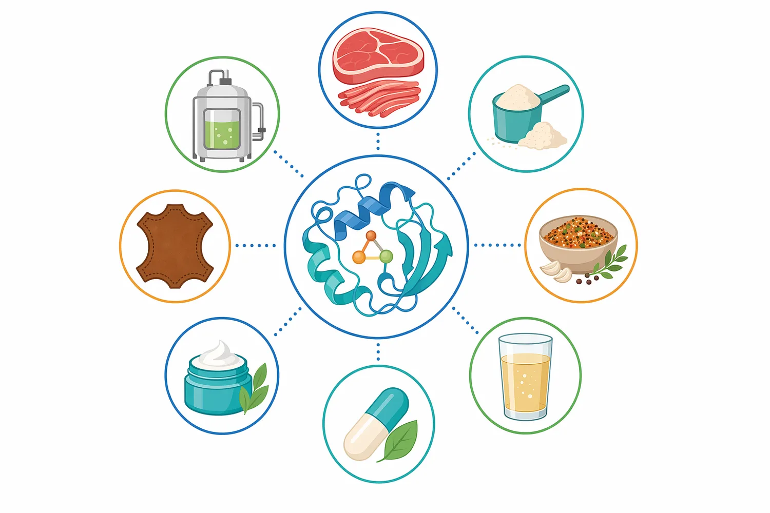 Papain is applied to structured protein matrices including collagen and gelatin substrates, meat, leather hides, by-products, and keratin-rich cosmetic surfaces.