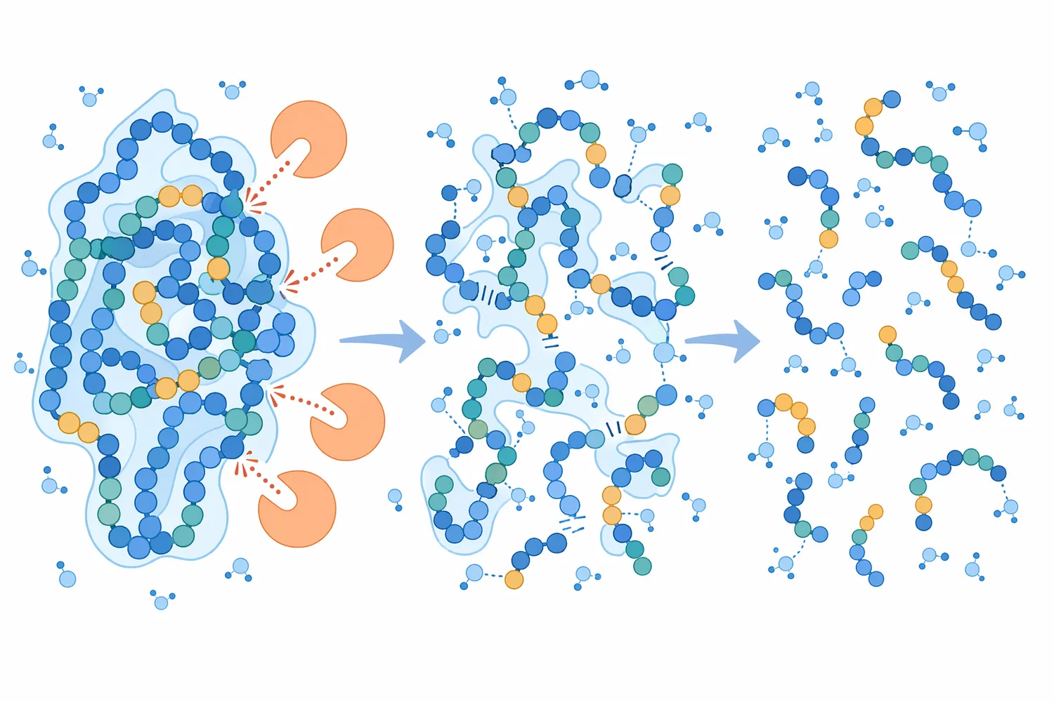 Papain hydrolysis lowers protein chain length and changes structure, solubility, and texture by cutting accessible bonds.