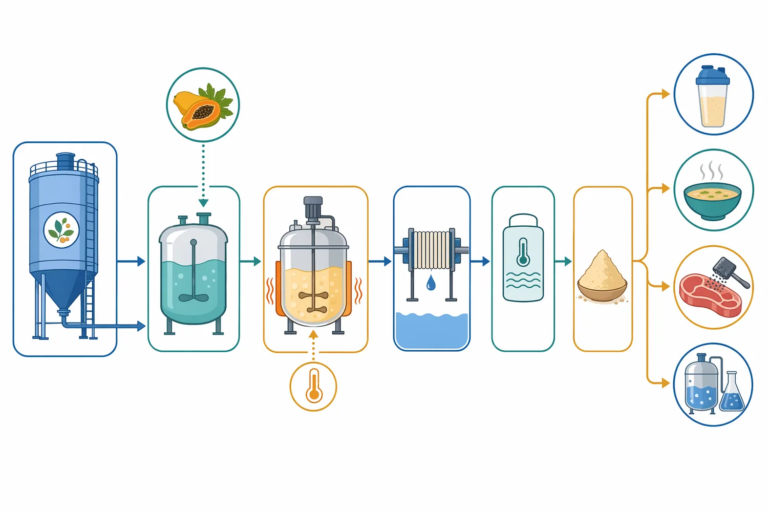 In collagen and gelatin processing, controlled papain exposure helps open skins or trimmings before extraction and downstream separation.