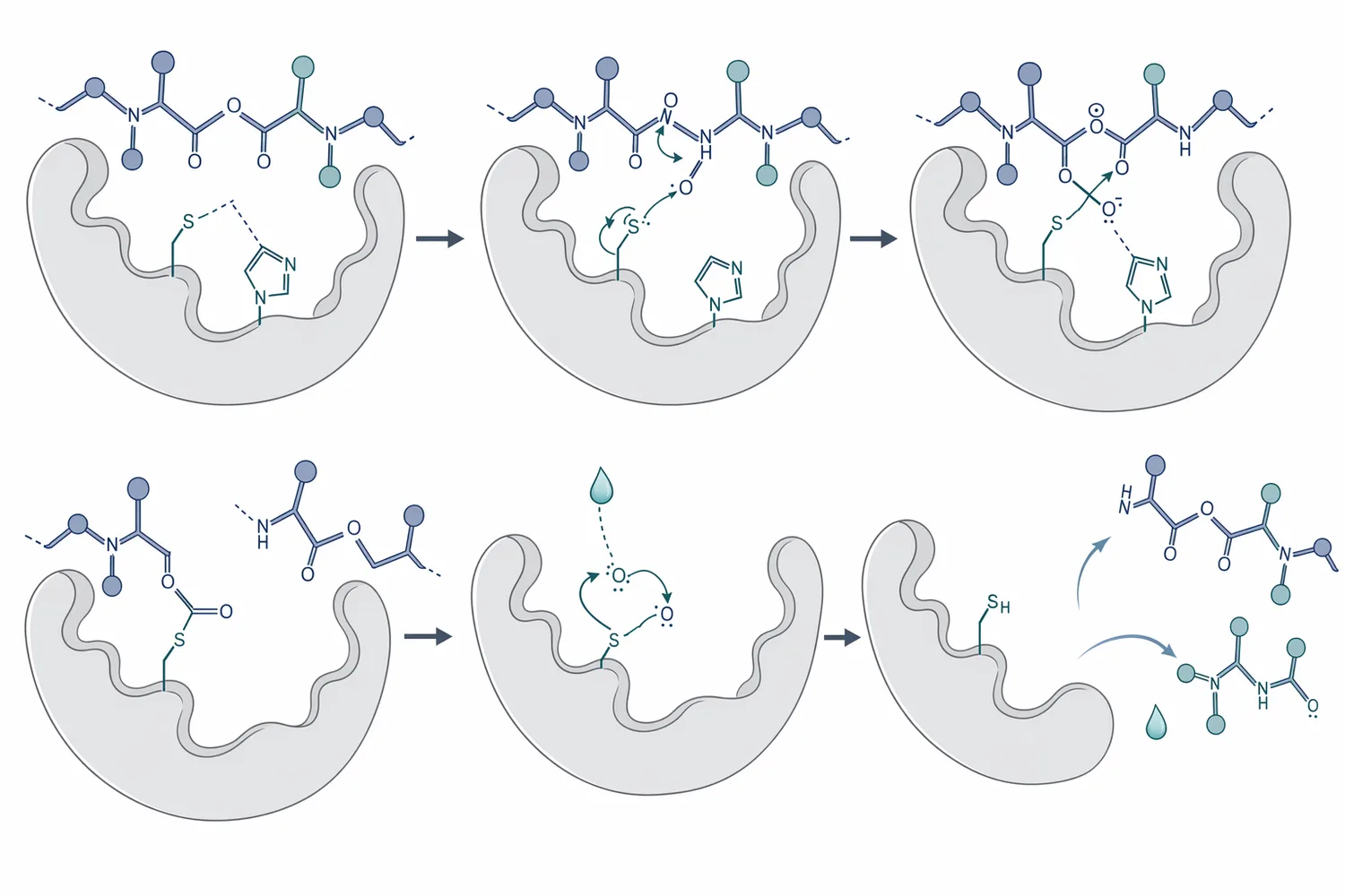 Papain catalyzes peptide-bond hydrolysis, converting intact protein chains into shorter peptides and amino-acid fragments.