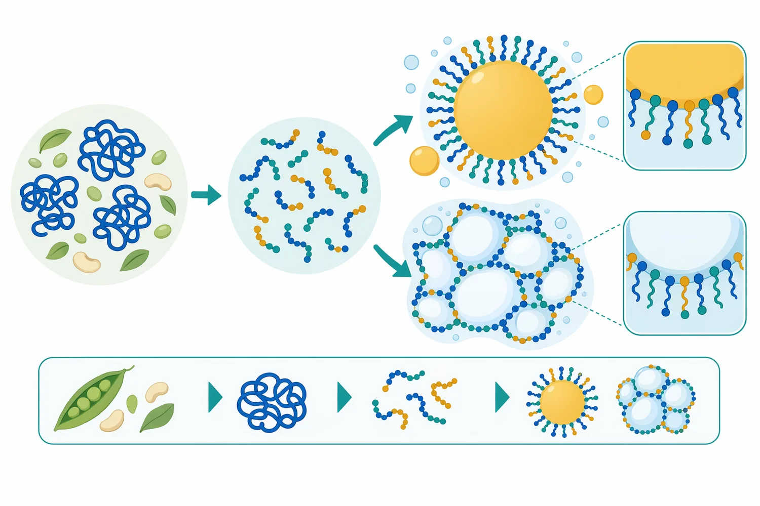 Partial papain hydrolysis can expose charged and hydrophobic regions that improve solubility, emulsification and foaming behavior.