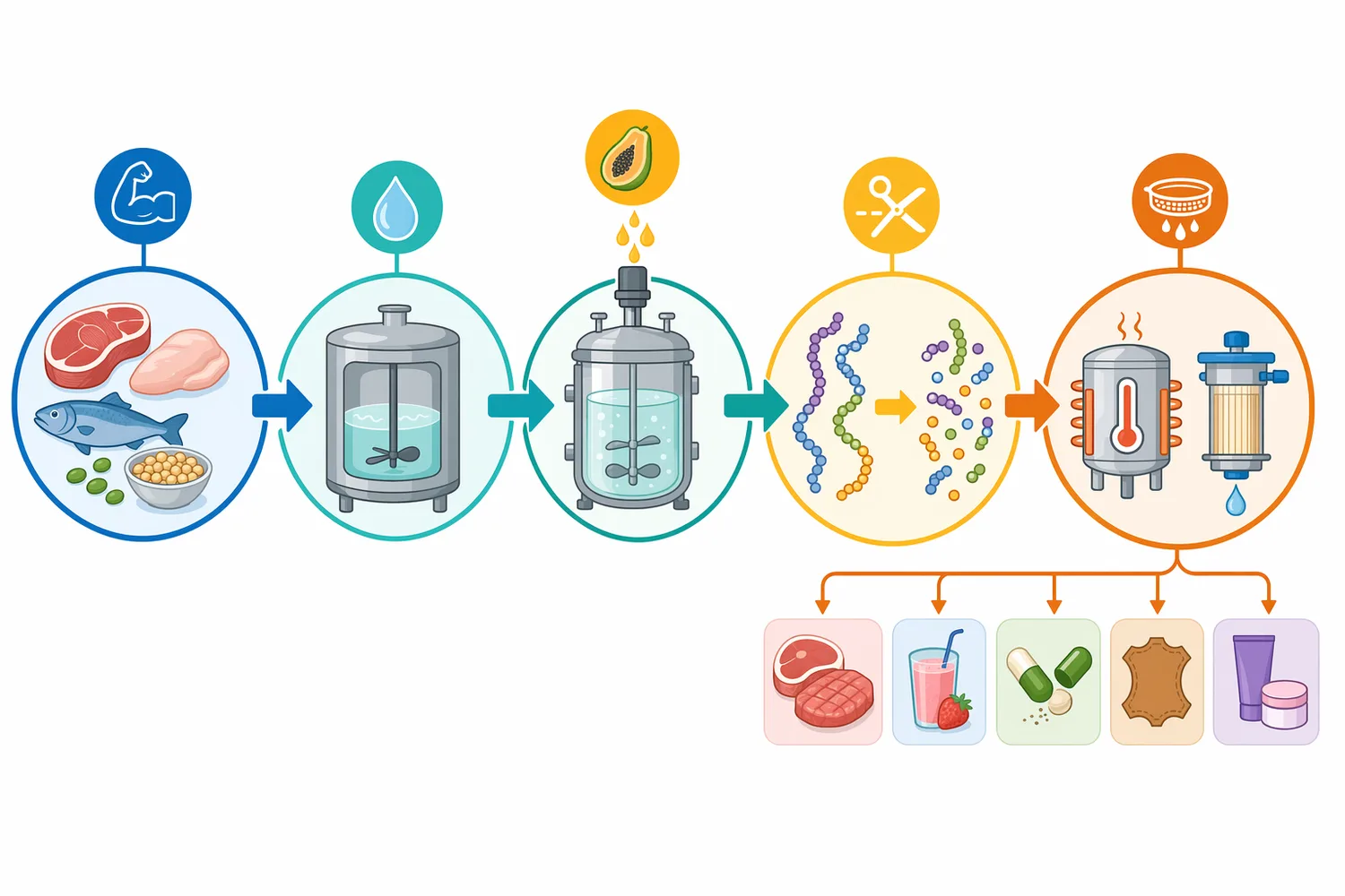 Protein hydrolysate production uses hydration, papain contact, controlled reaction time and endpoint control to generate peptide-rich ingredients.