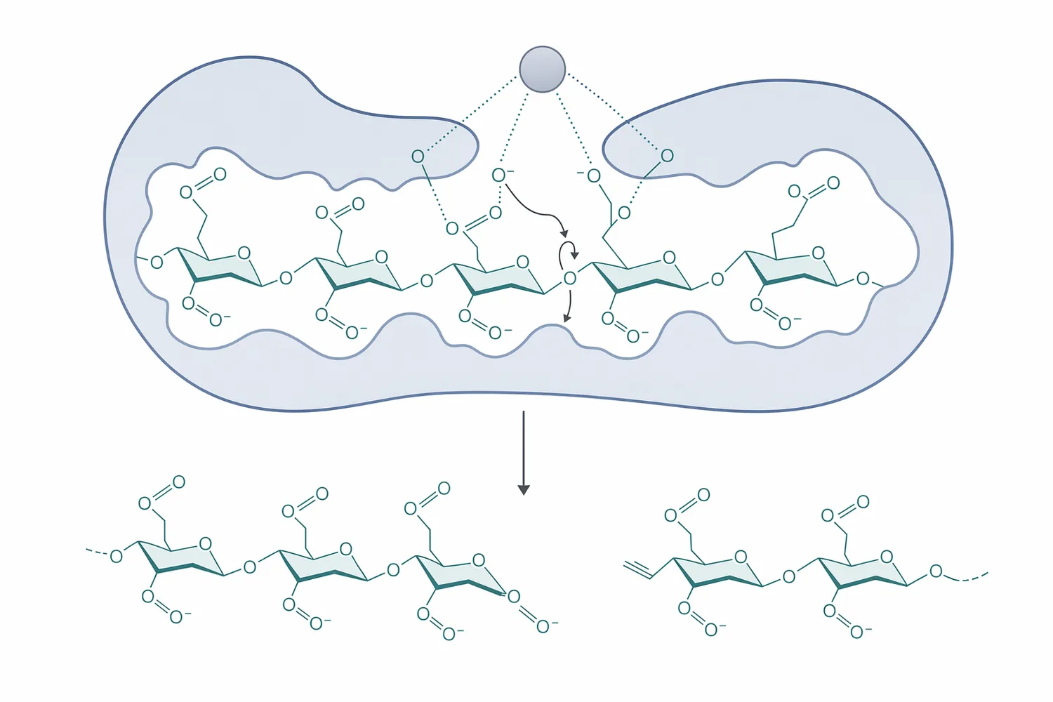 Pectate lyase cleaves polygalacturonate by calcium-assisted beta-elimination to generate unsaturated pectic oligosaccharides.