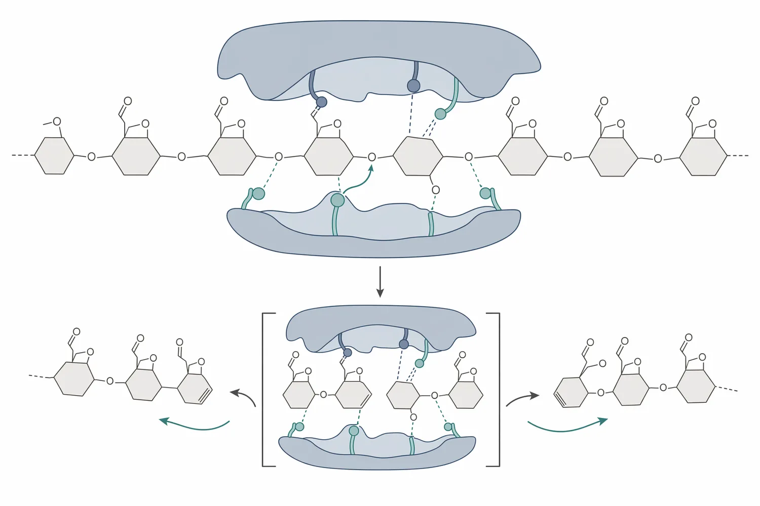 Pectin lyase cleaves methyl-esterified pectin by β-elimination, producing shorter unsaturated pectic fragments.