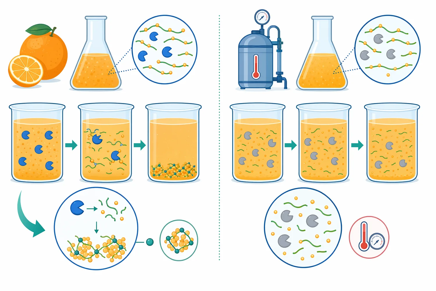 Demethylierung kann je nach Matrix Calciumvernetzung fördern oder die Zugänglichkeit für weitere pektinaktive Enzyme verändern.