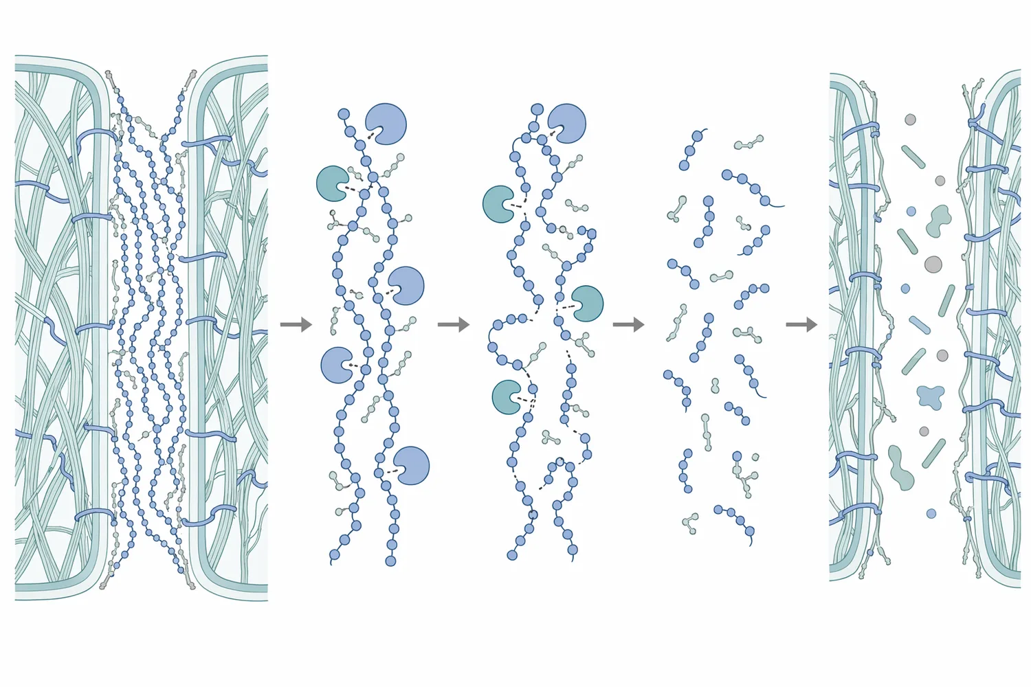 Pectinase activities shorten or chemically modify pectic polymers, reducing their structure-building behavior.