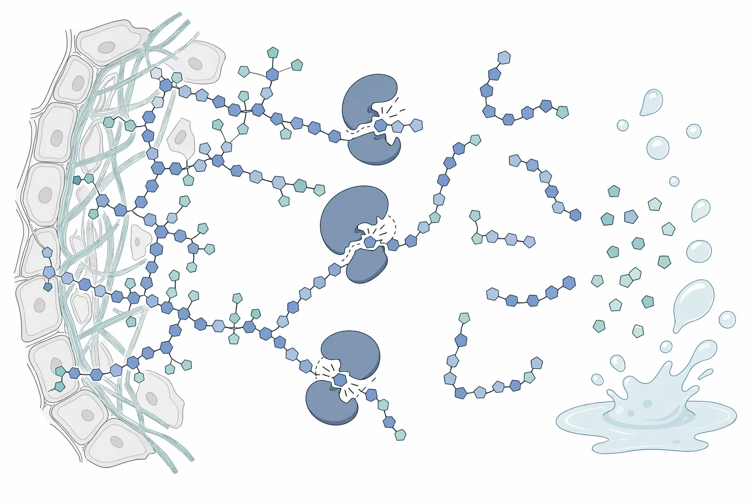 Pectinase improves fruit-mash handling by cutting pectin networks that trap liquid, thicken pulp, and stabilize suspended solids.