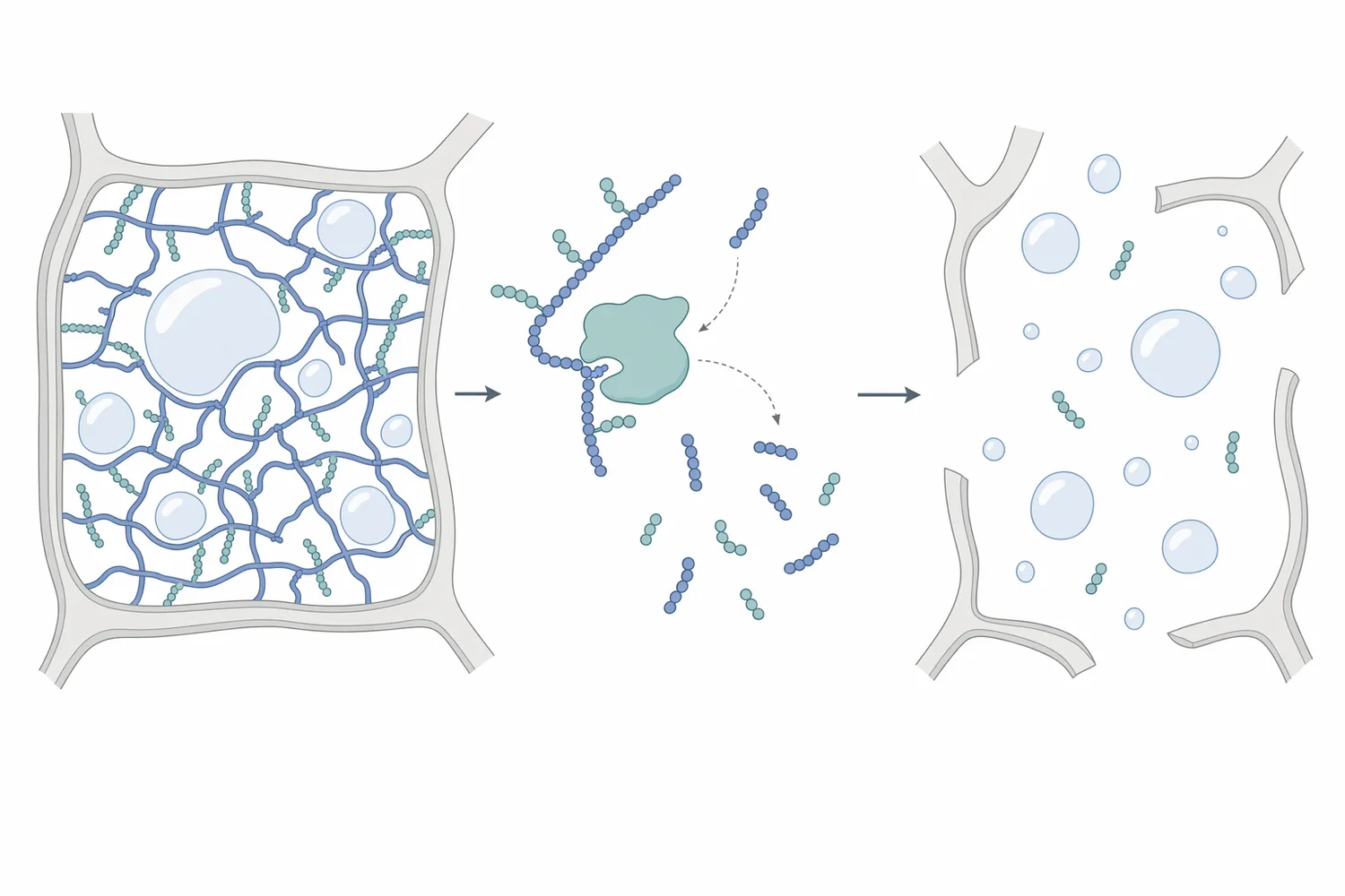 Pectinase cleaves long pectin polymers into smaller fragments, weakening the gel network that drives viscosity and pectin-stabilised haze.