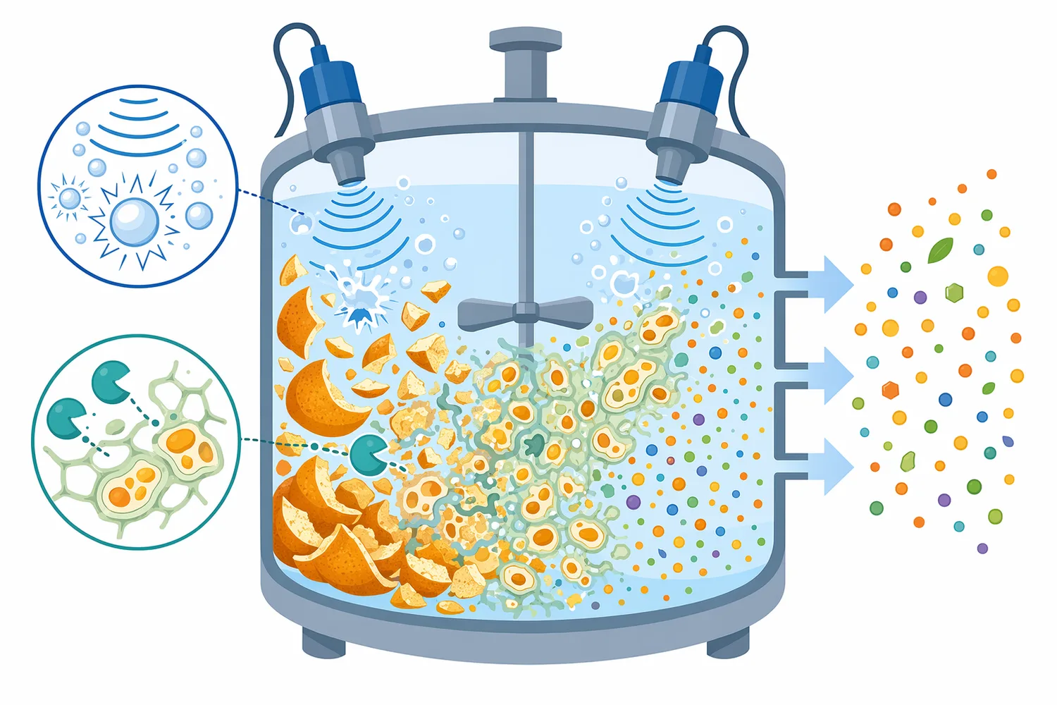 Pectinase can complement physical disruption methods such as ultrasound by weakening pectin-rich plant tissue and improving extraction of soluble compounds.