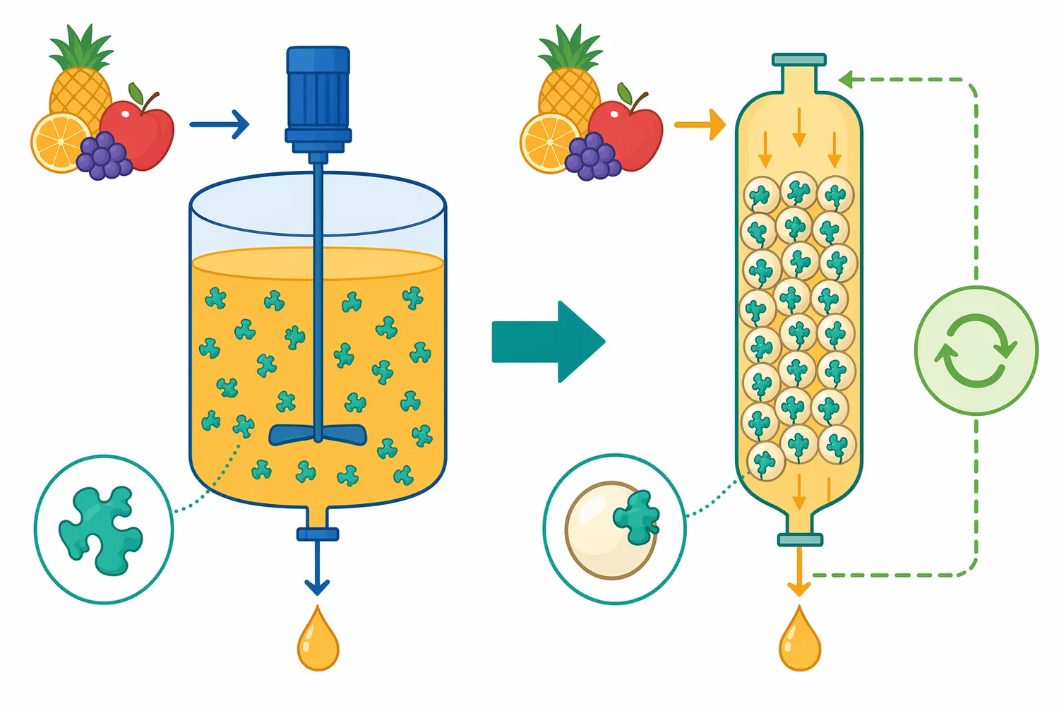 Free-enzyme batch treatment is the simpler beverage workflow, while immobilized systems represent a more engineered reusable-contact format.