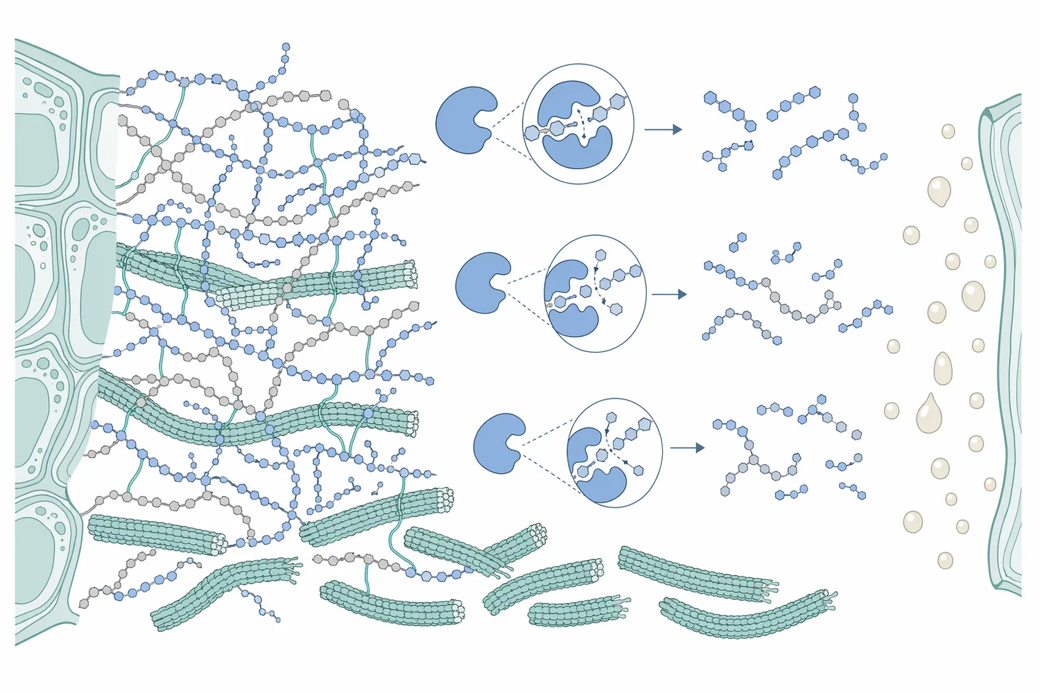 Pectinase weakens plant cell-wall pectin by shortening or modifying galacturonic acid polymers, reducing their ability to bind water, form gels, and stabilize haze.