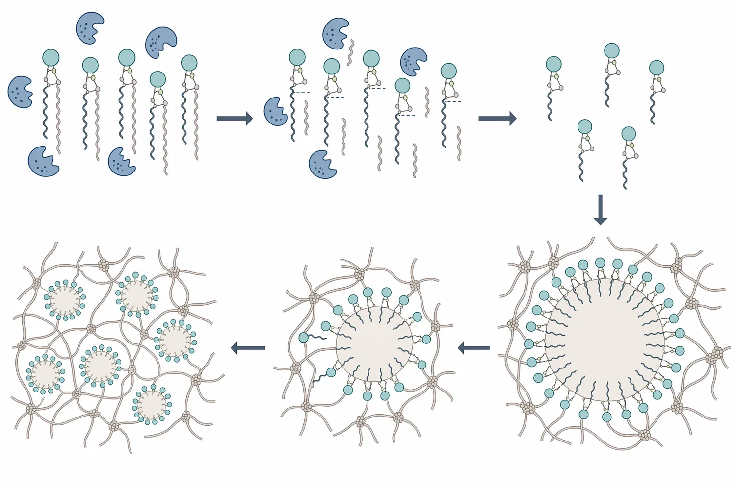 Phospholipase modifies phospholipids at dough interfaces into more surface-active lipid products that help stabilize gas-cell films.