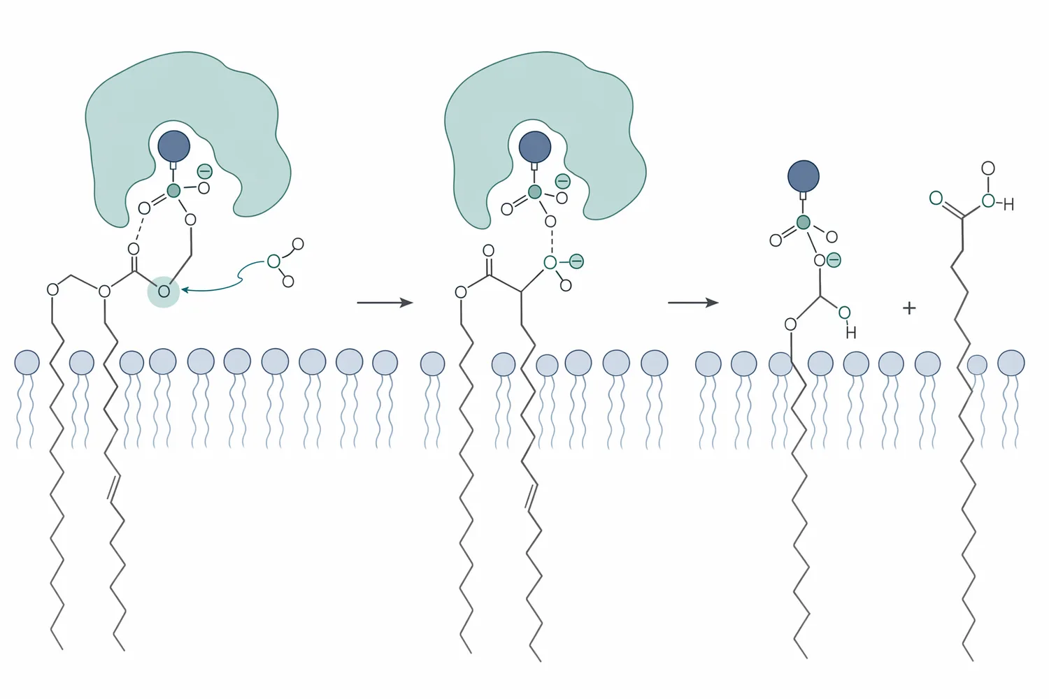 Phospholipase hydrolyzes ester bonds in phospholipids to form lysophospholipids and free fatty acids, improving phospholipid removal or modification.
