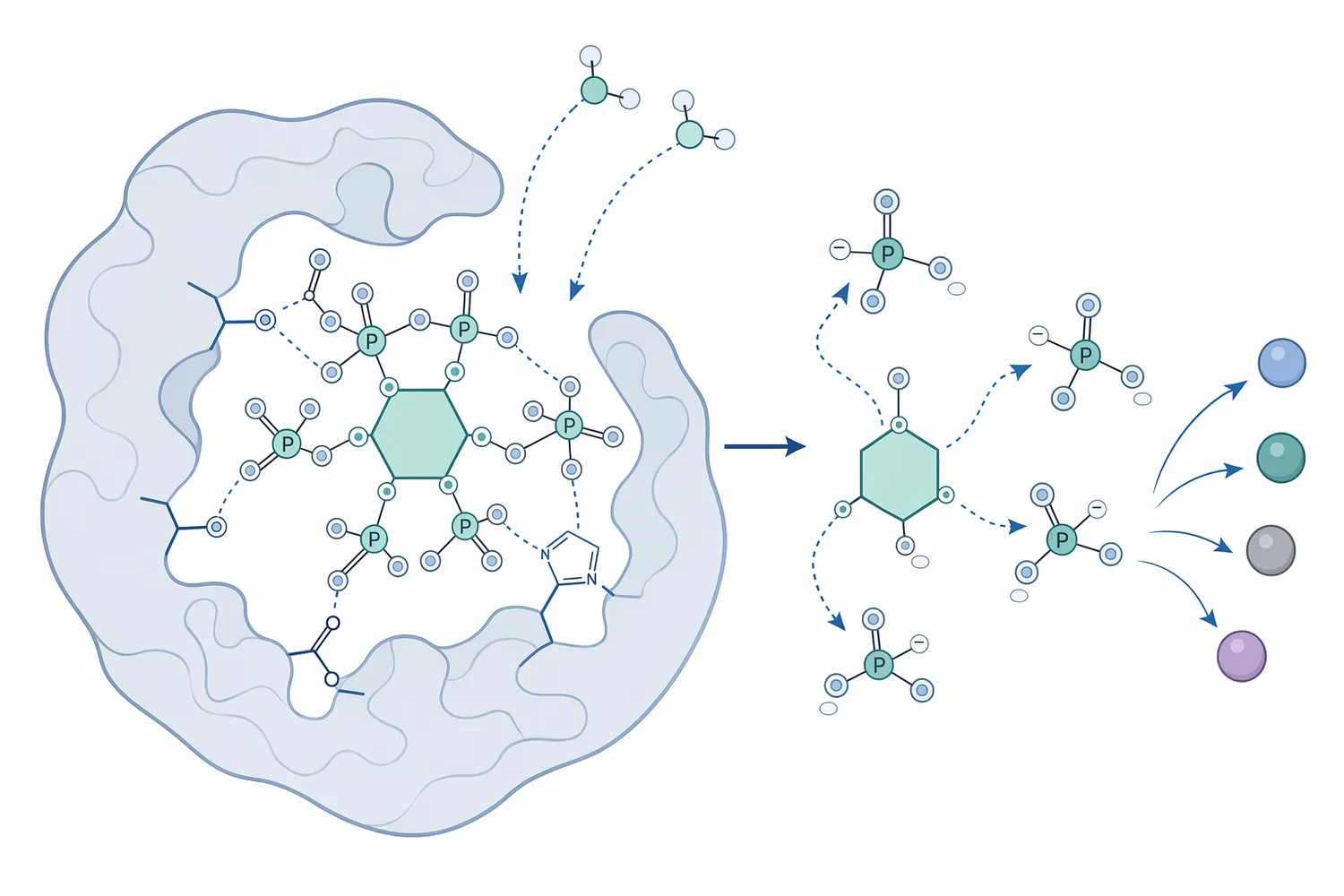 Phytase hydrolyzes phosphate ester bonds on phytate, progressively releasing inorganic phosphate and lower inositol phosphates.