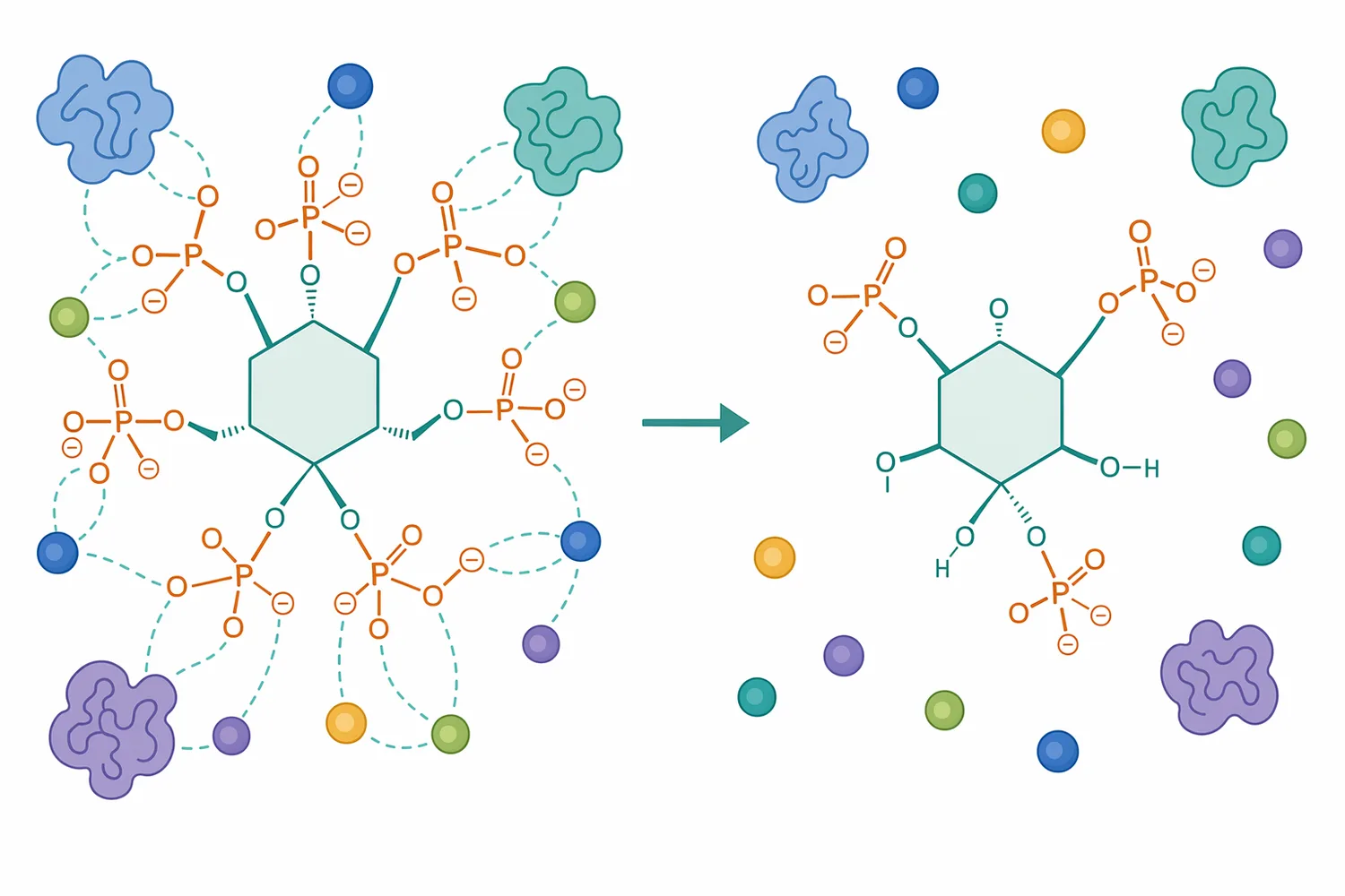 Intact phytate can bind minerals and proteins, while dephosphorylation reduces its charge density and mineral-binding pressure.
