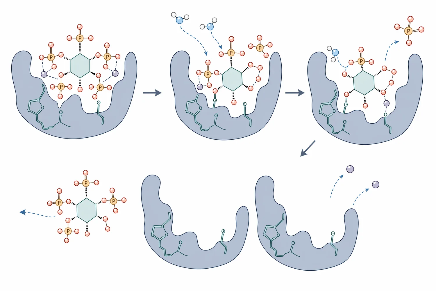 Phytase hydrolyzes phytic acid stepwise, converting IP6 into lower inositol phosphates while releasing free phosphate.