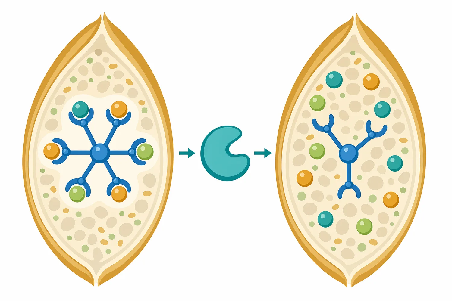Intact phytate can bind mineral cations, while phytase-mediated dephosphorylation reduces that binding tendency.