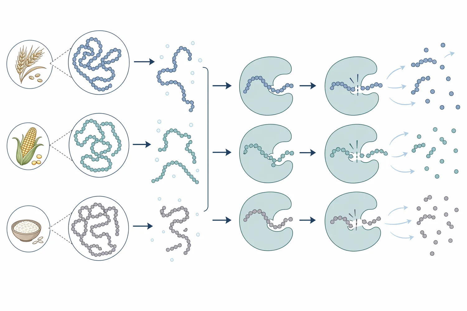 Proteolytic enzymes cleave peptide bonds in cereal proteins, reducing chain length and changing hydration, solubility, viscosity, and interfacial behavior.