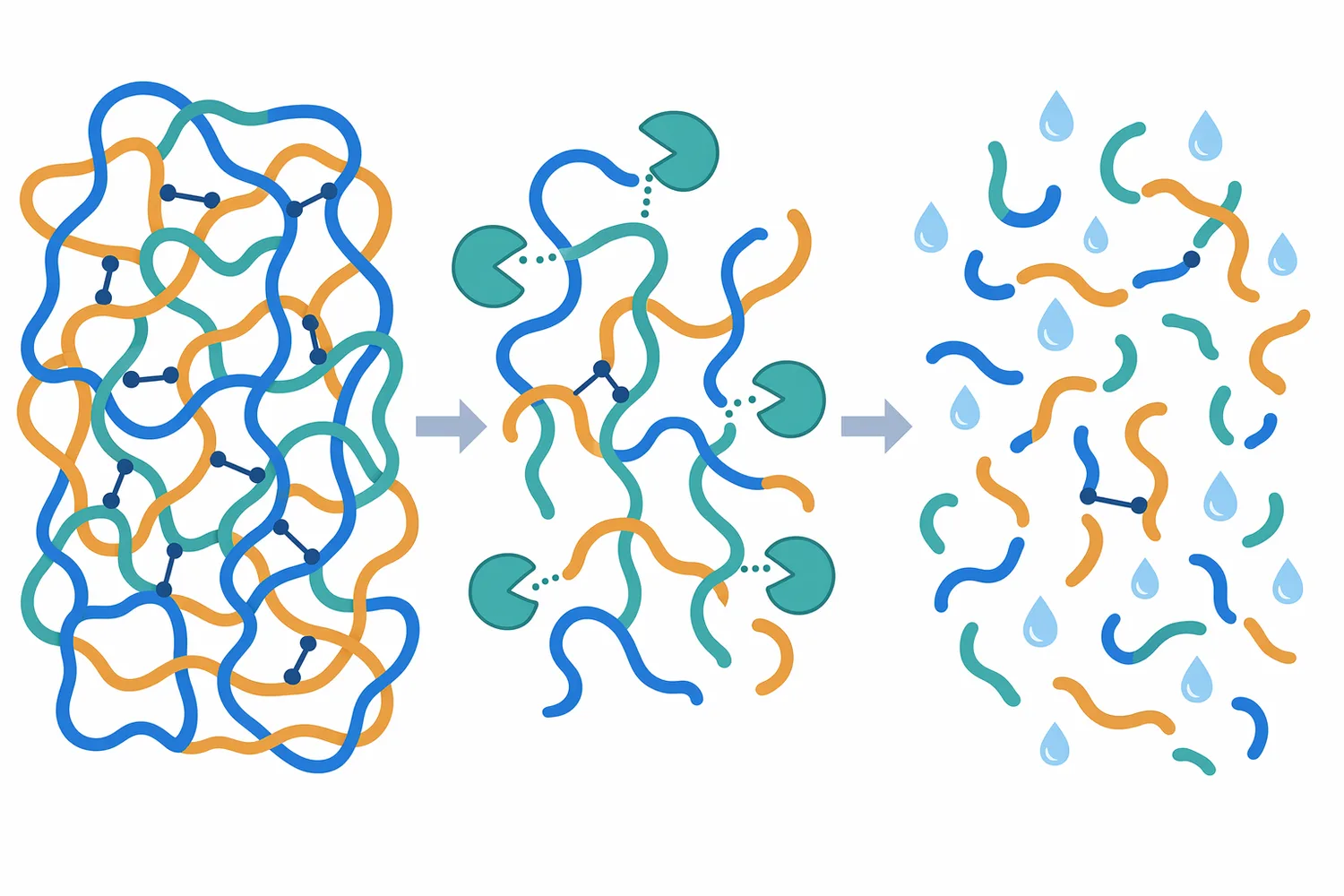 Partial proteolysis weakens the continuous gliadin-glutenin network and can make wheat gluten flour easier to hydrate and disperse.