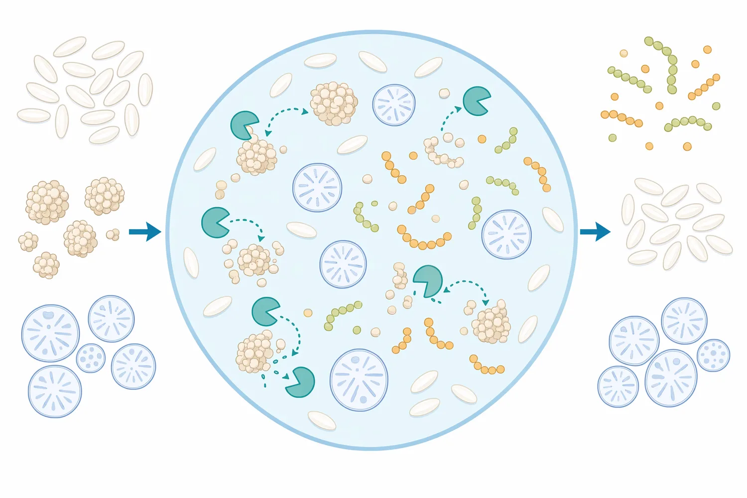In rice systems, the enzyme modifies rice proteins and does not perform the starch-converting role of amylases.