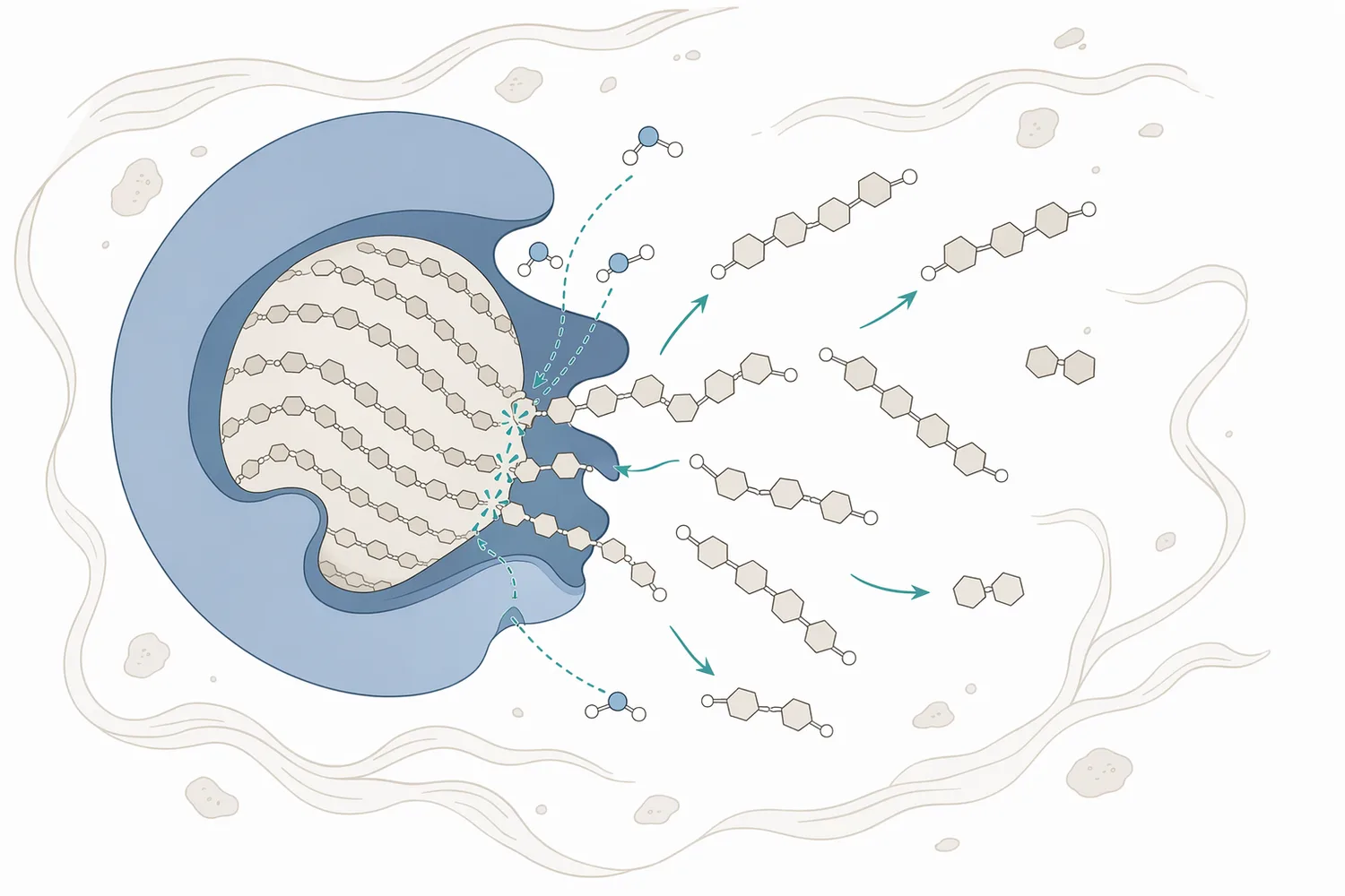 High-temperature alpha-amylase hydrolyzes internal starch bonds to form fermentable sugars and dextrins during dough heating.