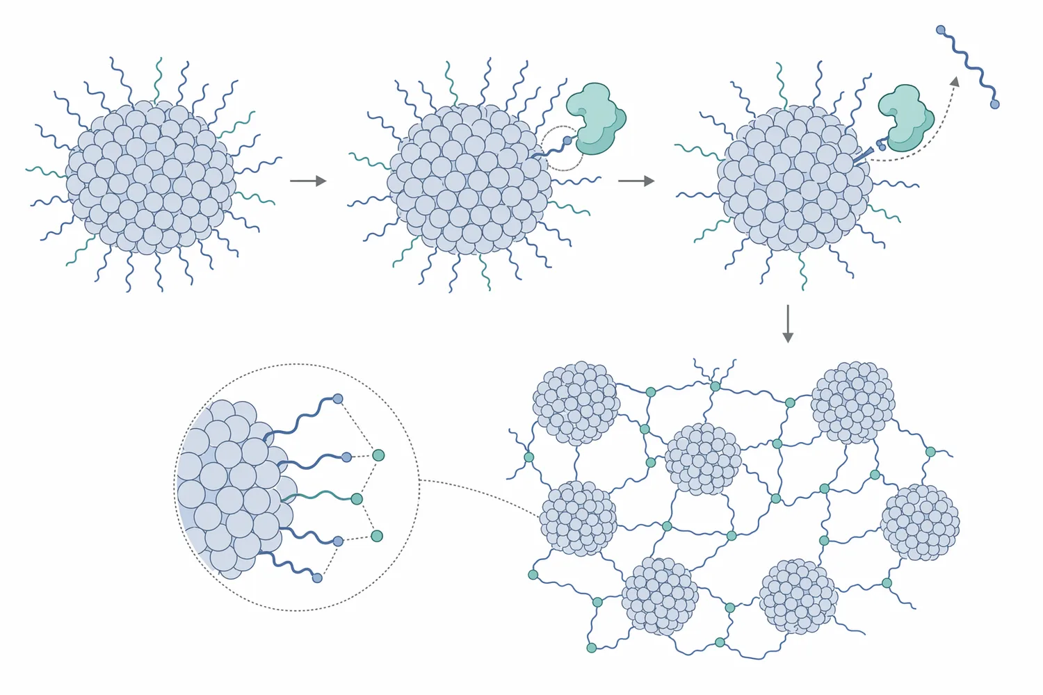 Chymosin cleaves κ-casein on the casein micelle surface, releasing glycomacropeptide and enabling micelles to aggregate into curd.