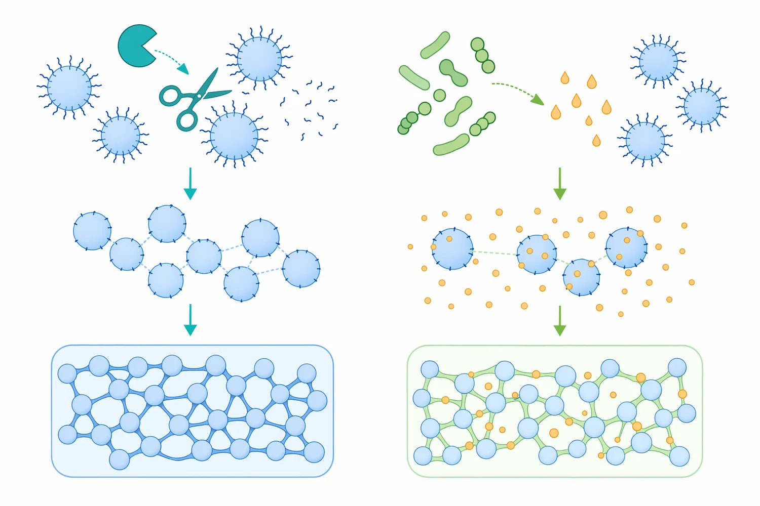 Yogurt-style acid gels and chymosin-induced rennet gels form through different molecular triggers even though both can produce dairy gel structures.