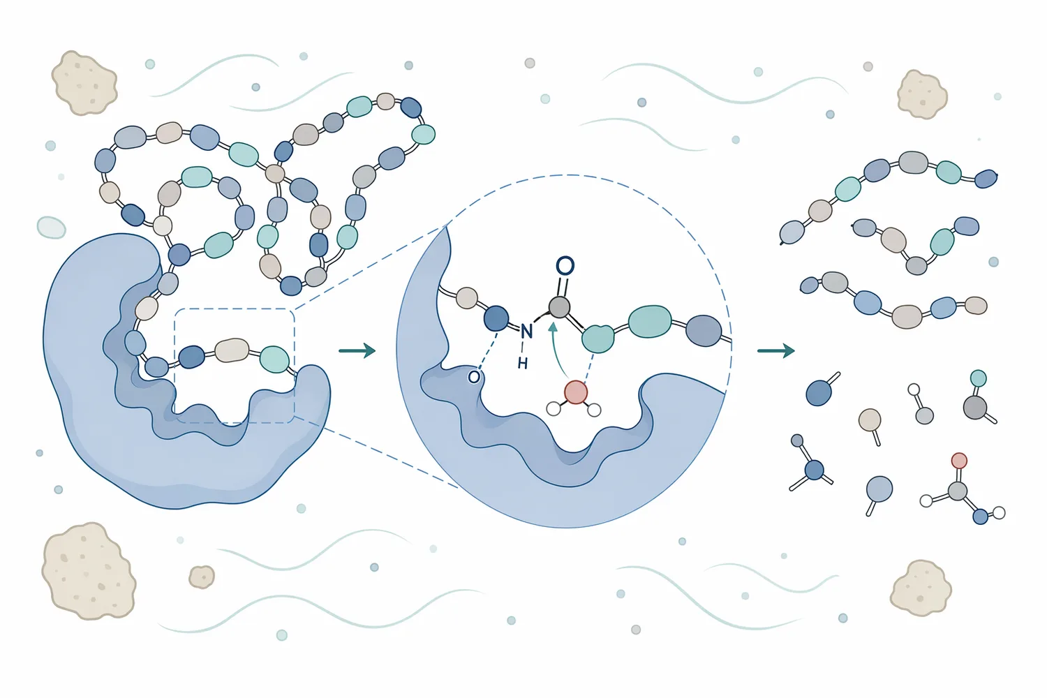 Animal-feed proteases hydrolyze dietary protein peptide bonds into smaller peptides and amino acids for improved digestion.