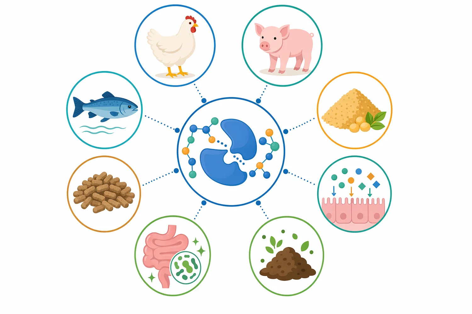 Protease additives are used in poultry, swine, and aquaculture diets to improve protein digestibility and nutrient efficiency.