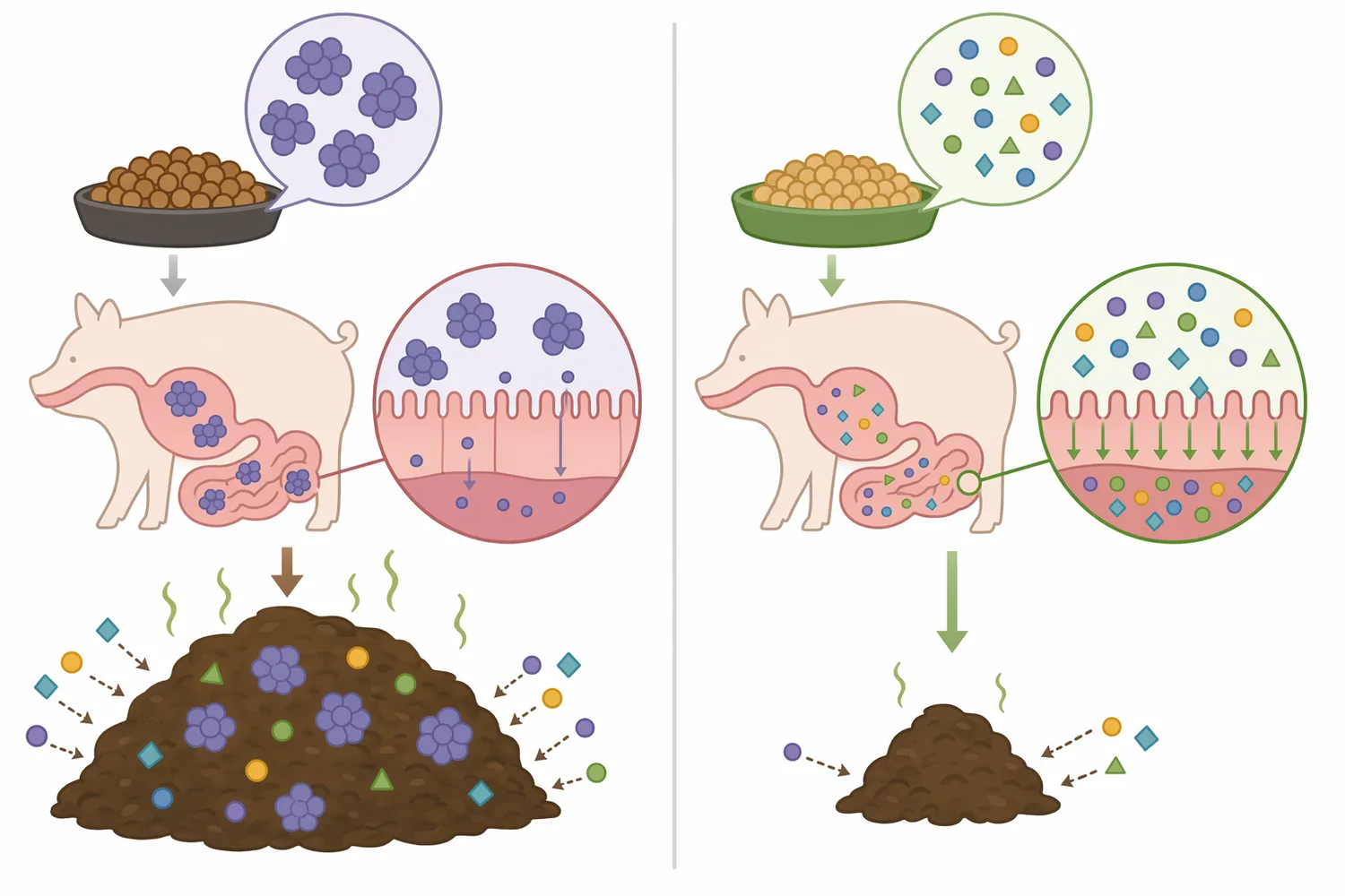 Compared with conventional feeding alone, protease supplementation can reduce undigested protein losses and support lower-cost protein formulation.