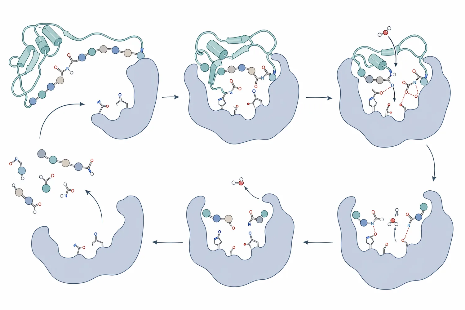 Proteases hydrolyze peptide bonds so large folded proteins become shorter peptides and amino-acid fragments with different solubility and adhesion behavior.